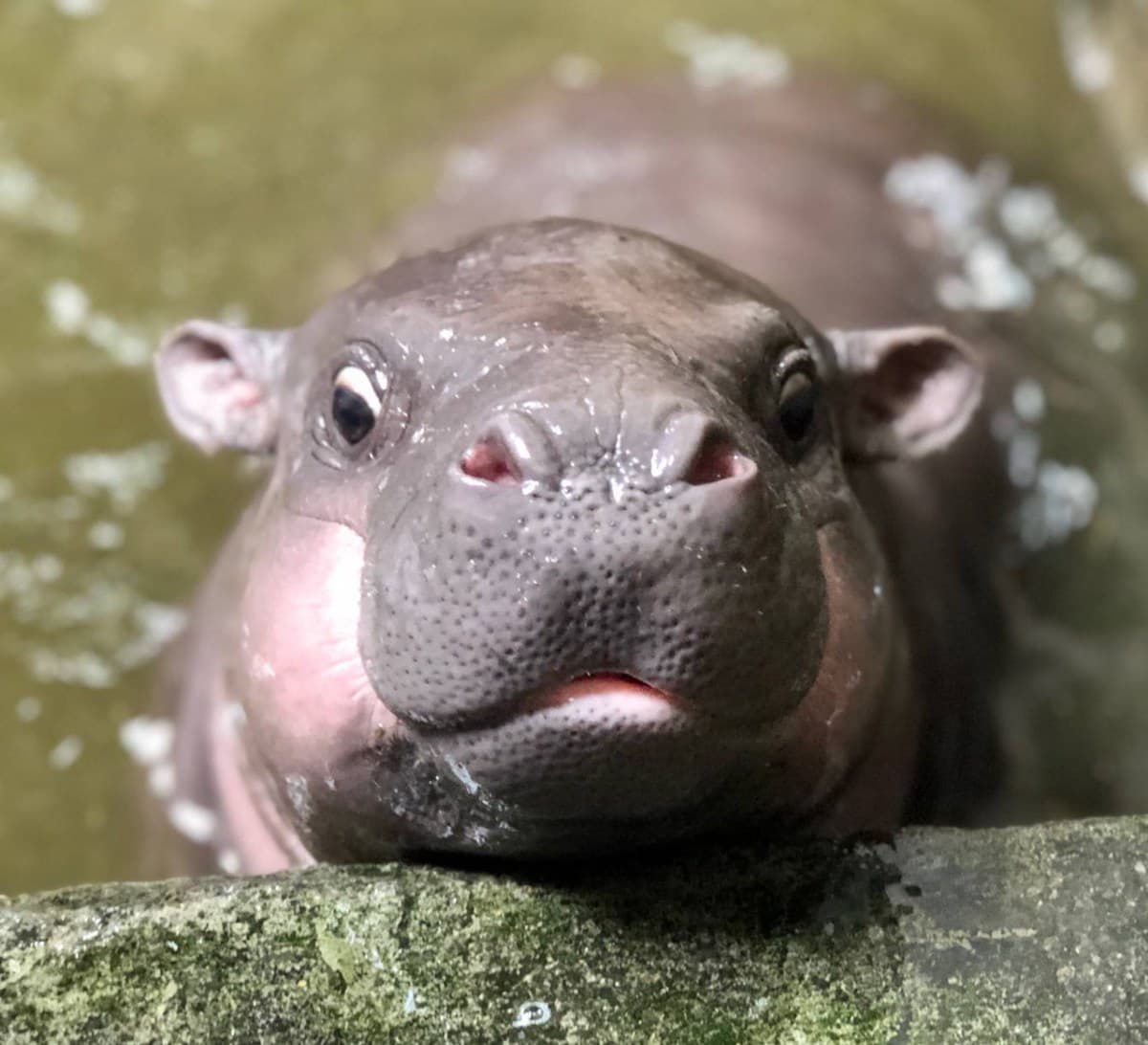 侏儒河馬寶寶也太可愛！壽山動物園新萌主登基，牠的名字你決定
