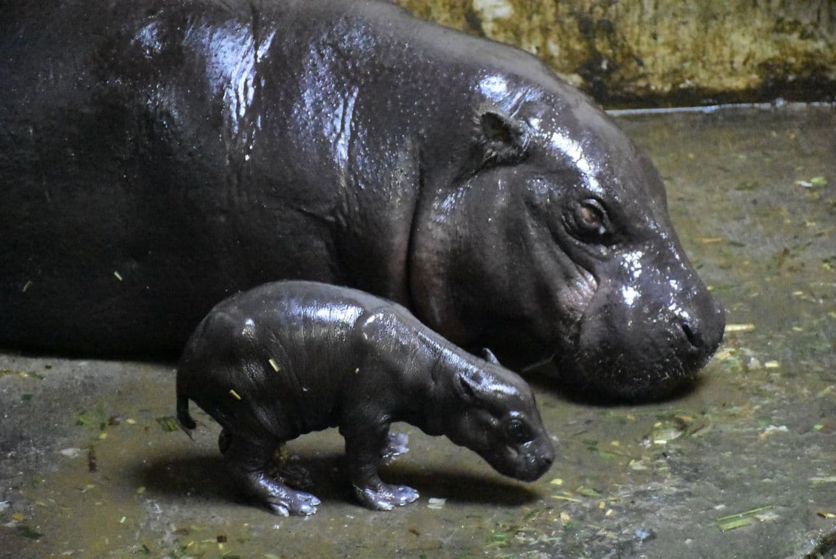 侏儒河馬寶寶也太可愛！壽山動物園新萌主登基，牠的名字你決定