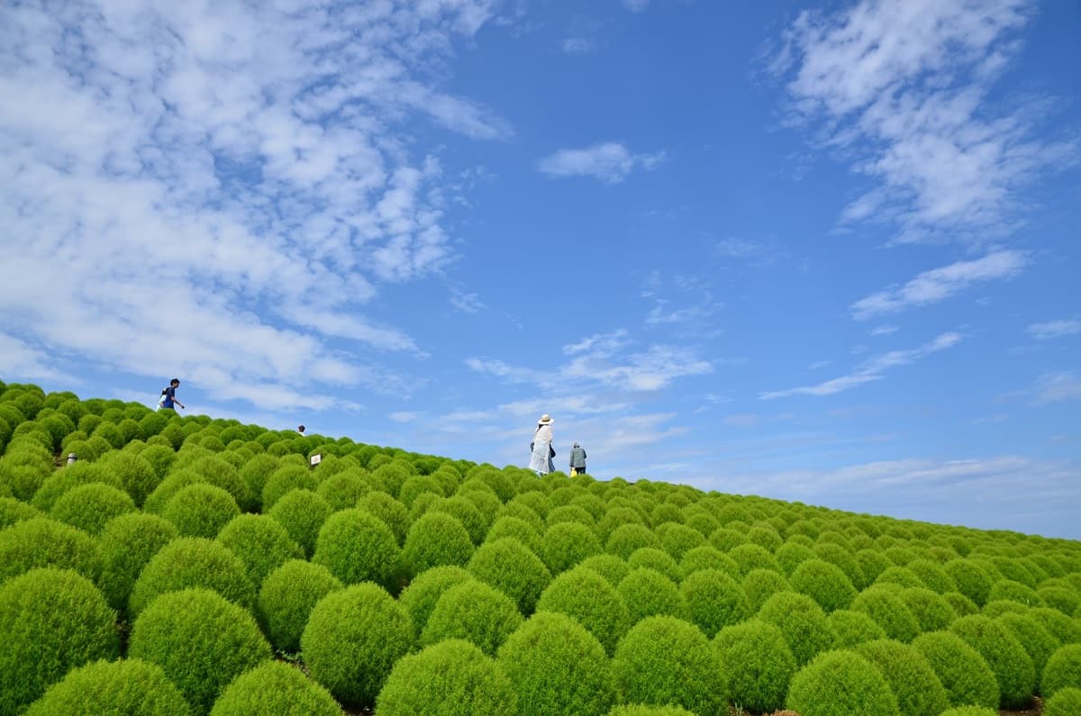 9月限定!450萬株「綠波波」胖起來等紅,快衝球海中央「拍零NG美照」 9月限定!450萬株「綠波波」胖起來等紅,快衝球海中央「拍零NG美照」