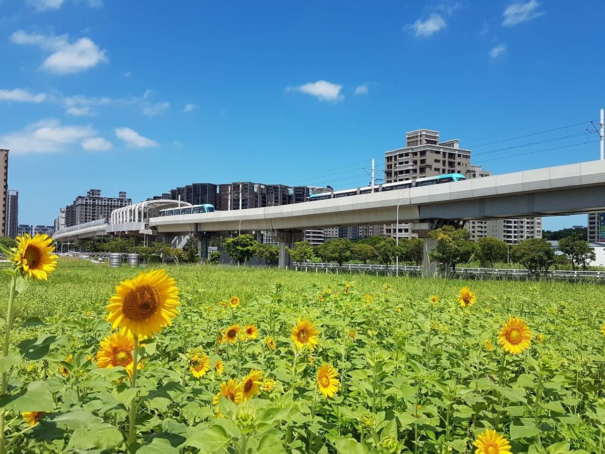 尋找隱藏幾米兔！「向日葵花海」絕美綻放中，搭淡海輕軌就到