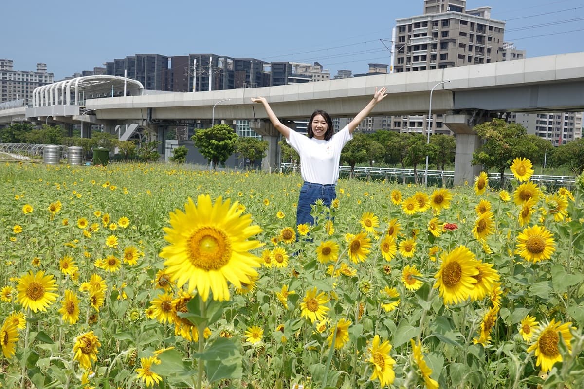 尋找隱藏幾米兔！「向日葵花海」絕美綻放中，搭淡海輕軌就到