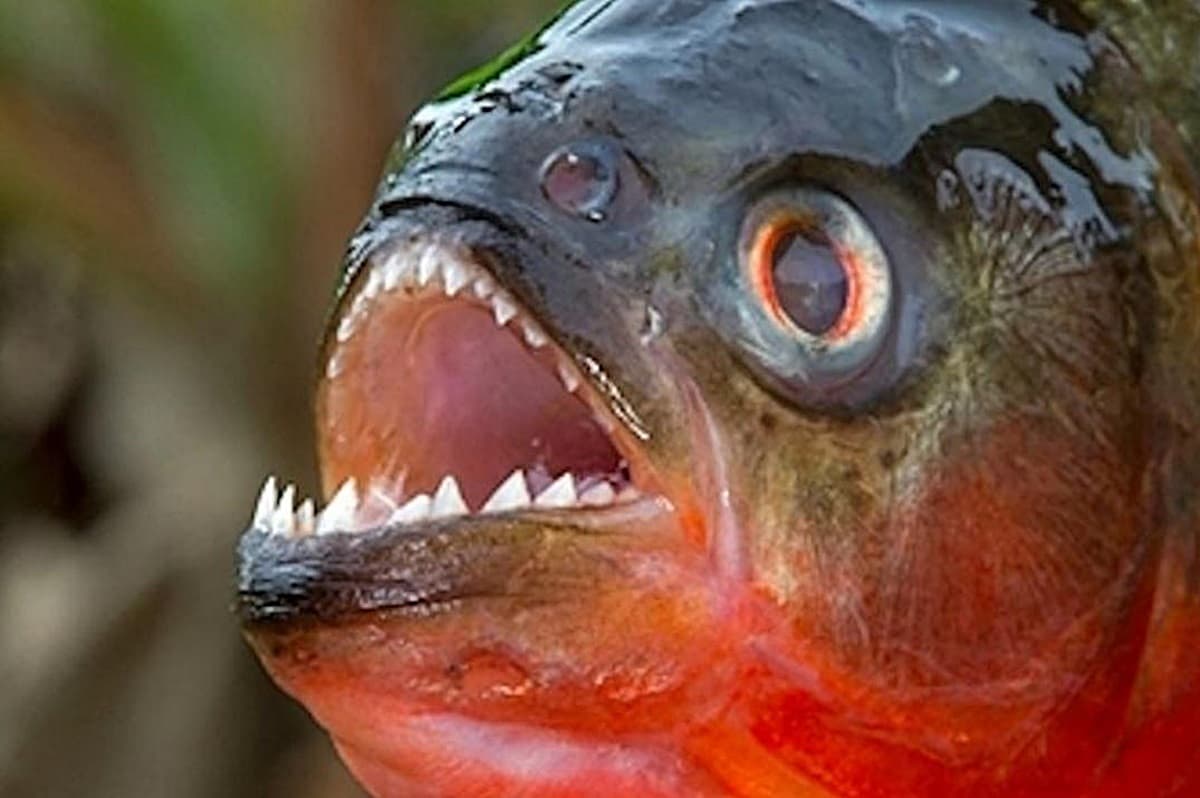 口味無極限!食人魚、珍珠薄荷巧克力變拉麵,限時限量勇者快來吃 口味無極限!食人魚、珍珠薄荷巧克力變拉麵,限時限量勇者快來吃