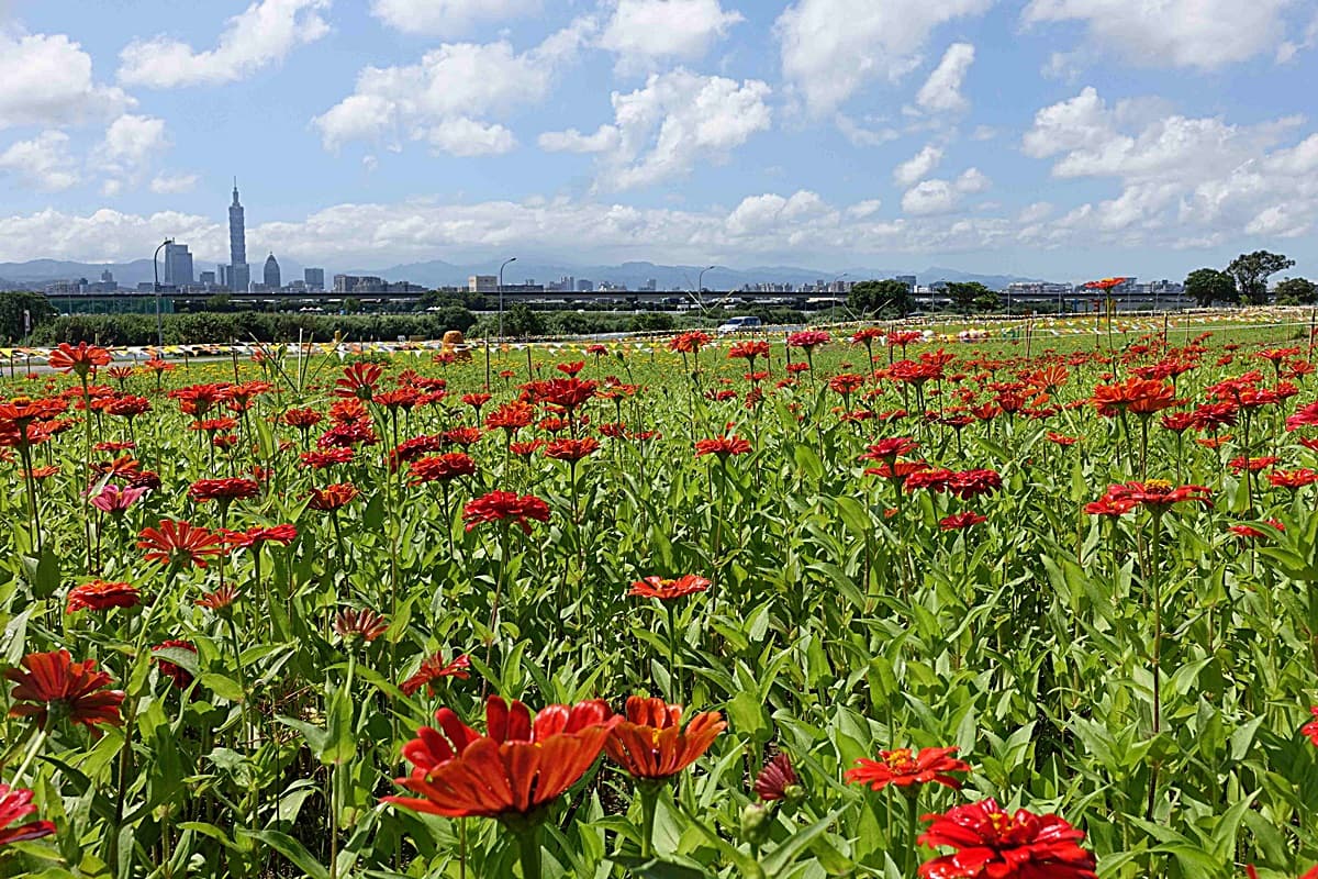 台北河濱最大花海！4000坪向日葵「大面積爆開」，還有大波斯菊、百日草接力