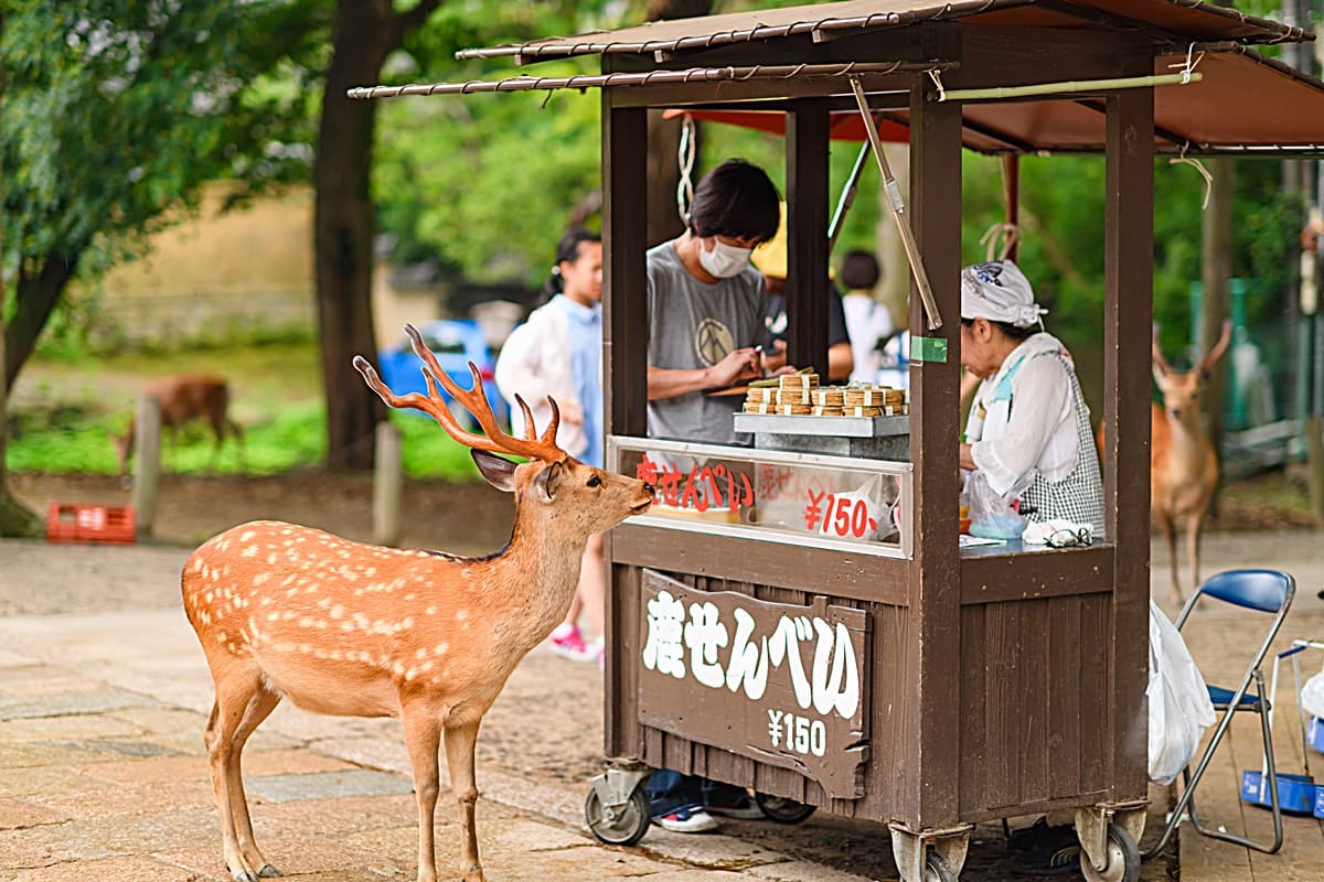 奈良餵鹿「速度請放慢」！10月起鹿仙貝「不加料加價」，記得多帶零錢了
