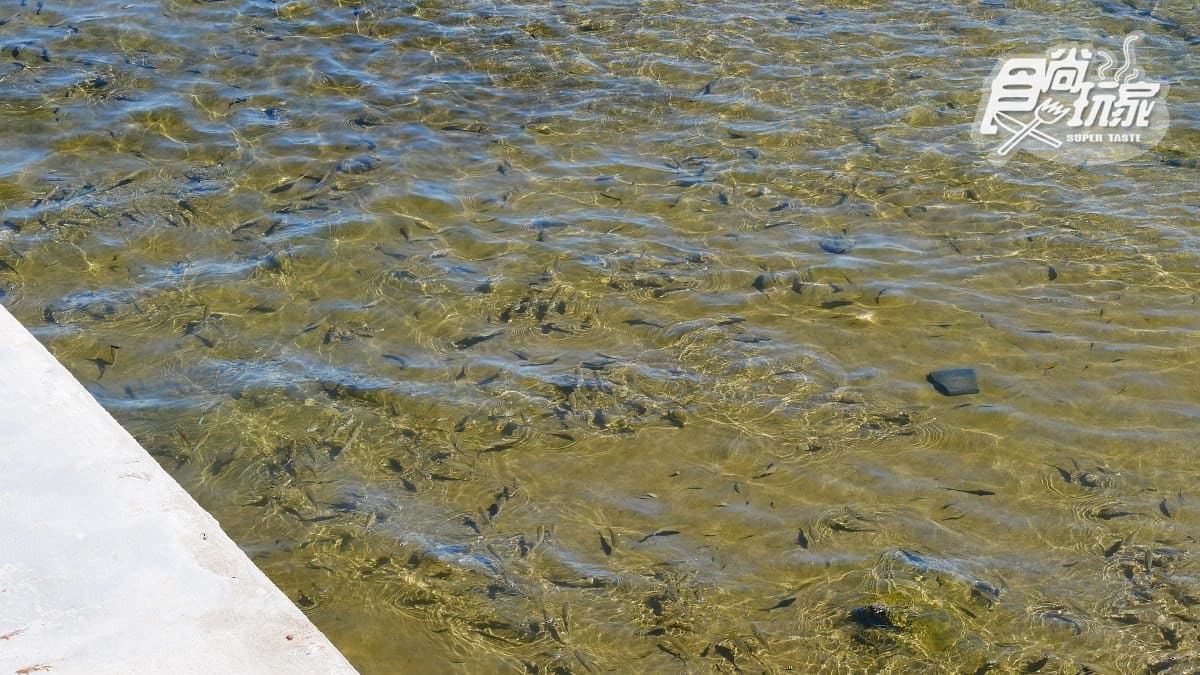 「天使向海步道」好浪漫！來基隆和平島玩水、看魚，找祕境咖啡館
