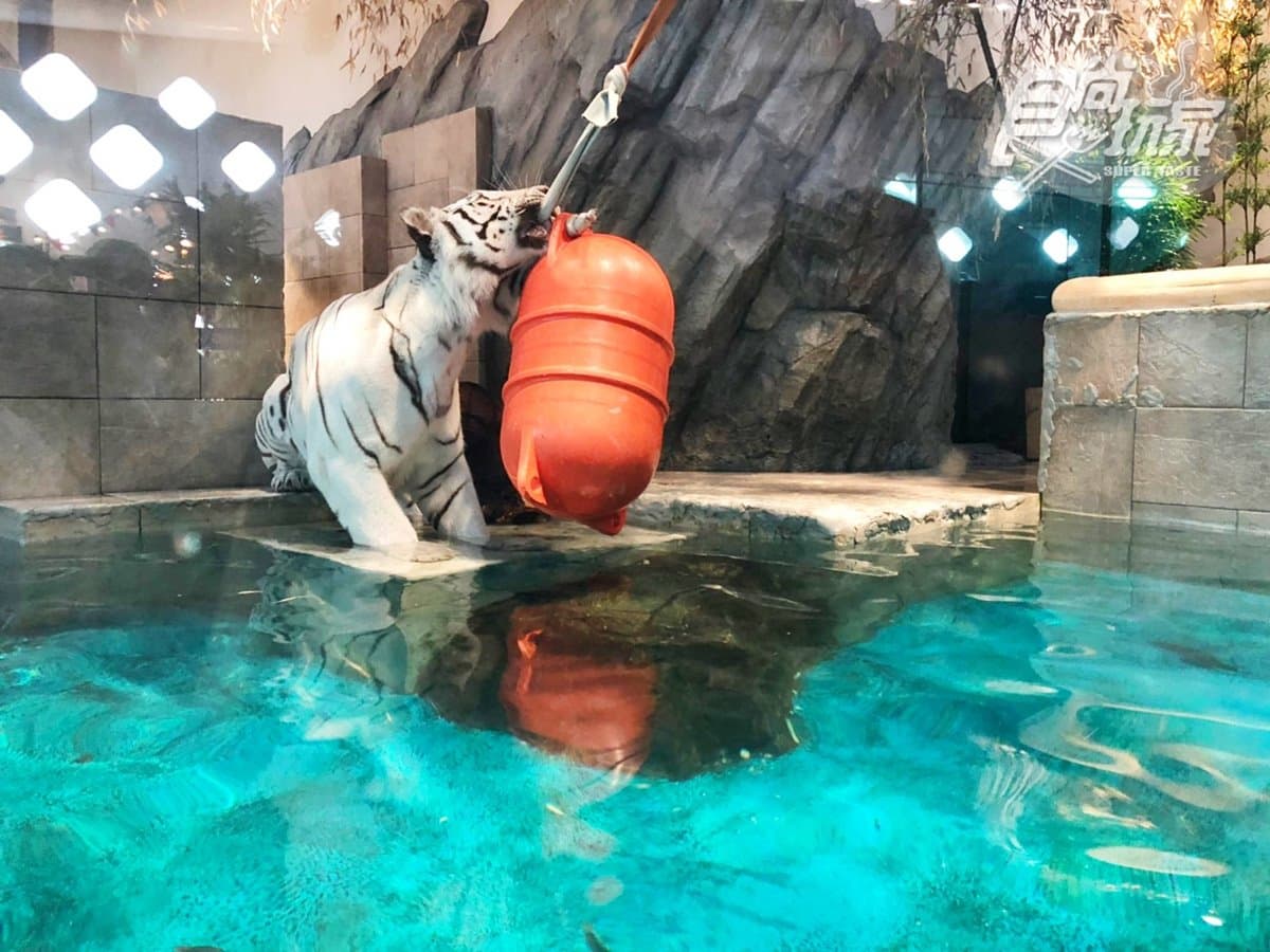 最鮮活的博物館!日本大阪「NIFREL」,近距離看白老虎、企鵝、水豚君 最鮮活的博物館!日本大阪「NIFREL」,近距離看白老虎、企鵝、水豚君