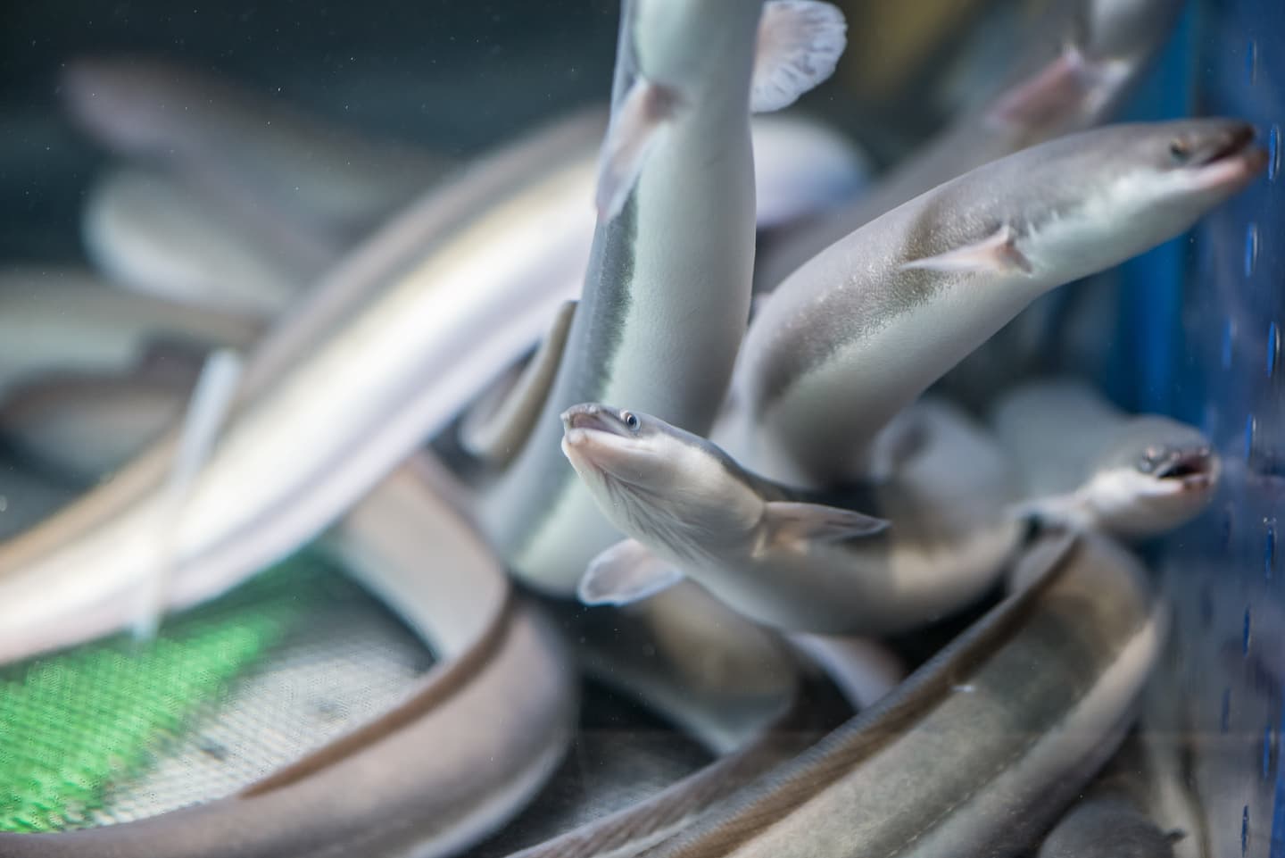 這家新開店鰻魚飯買一送一,還有獵奇鰻魚薯條、可樂、蛋糕! 這家新開店鰻魚飯買一送一,還有獵奇鰻魚薯條、可樂、蛋糕!