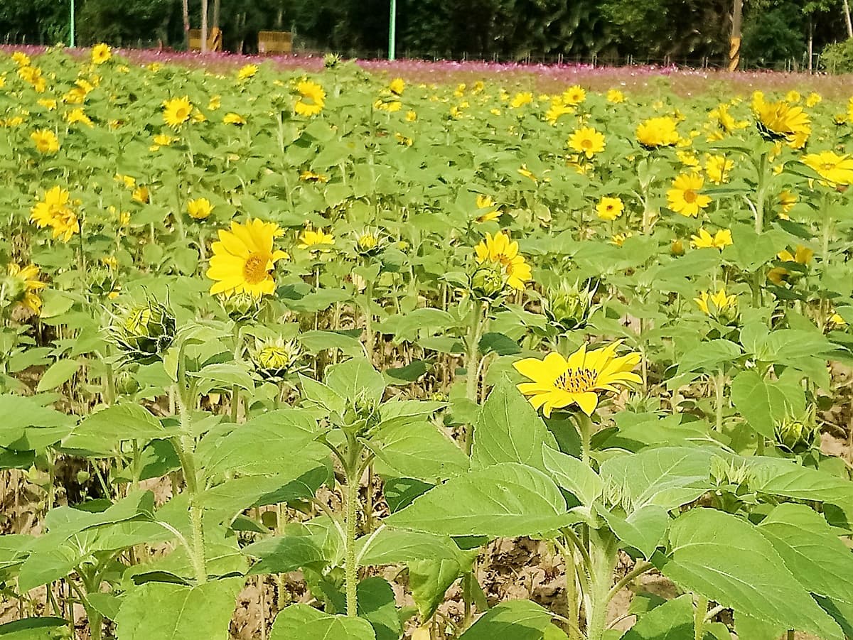 台北也有金色祕境！關渡平原「種出一片向日葵花海」11月爆開滿滿小太陽