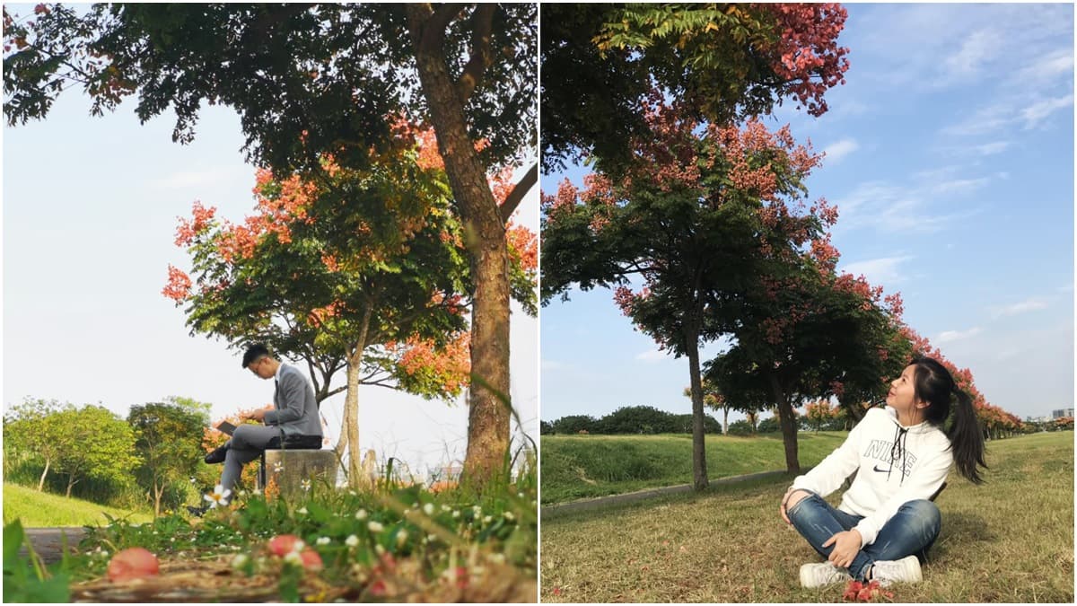 北台灣打卡祕境+1!台灣欒樹開成一排「莫蘭迪粉」步道,像套上復古濾鏡 北台灣打卡祕境+1!台灣欒樹開成一排「莫蘭迪粉」步道,像套上復古濾鏡