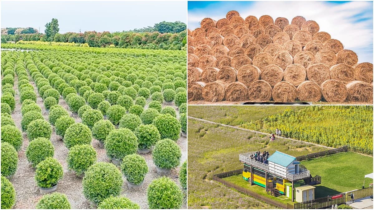 3美拍祕境掰了！台版波波草、稻草捲、忘憂巴士遭破壞，園主：心在淌血
