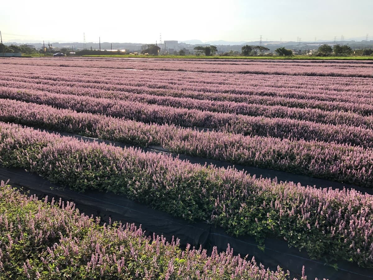 粉紫控心臟爆擊！5公頃仙草花開成「台版北海道薰衣草海」，秒登最甜打卡點