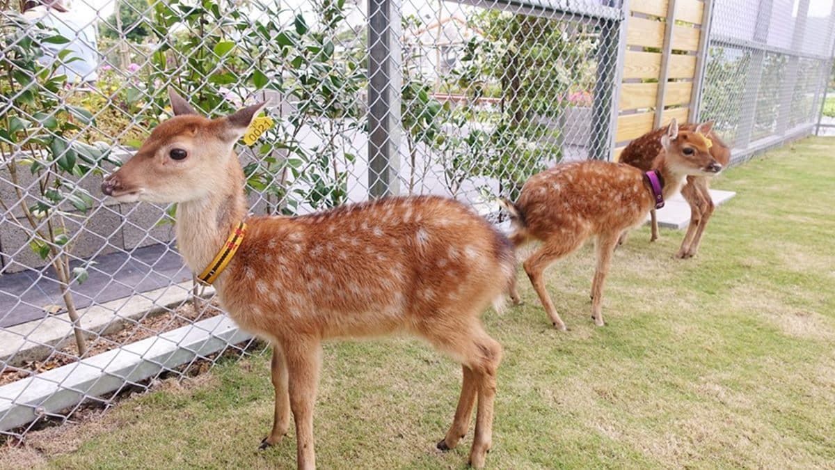 台版奈良再一處！來餵梅花鹿喝ㄋㄟㄋㄟ，還可以DIY三星蔥油餅、窯烤PIZZA