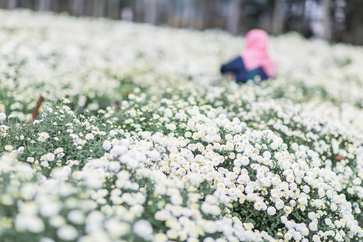 下雪了!2019苗栗「杭菊芋頭節」粉嫩白花球爆開一片雪色海,秒拍仙境級美照 下雪了!2019苗栗「杭菊芋頭節」粉嫩白花球爆開一片雪色海,秒拍仙境級美照