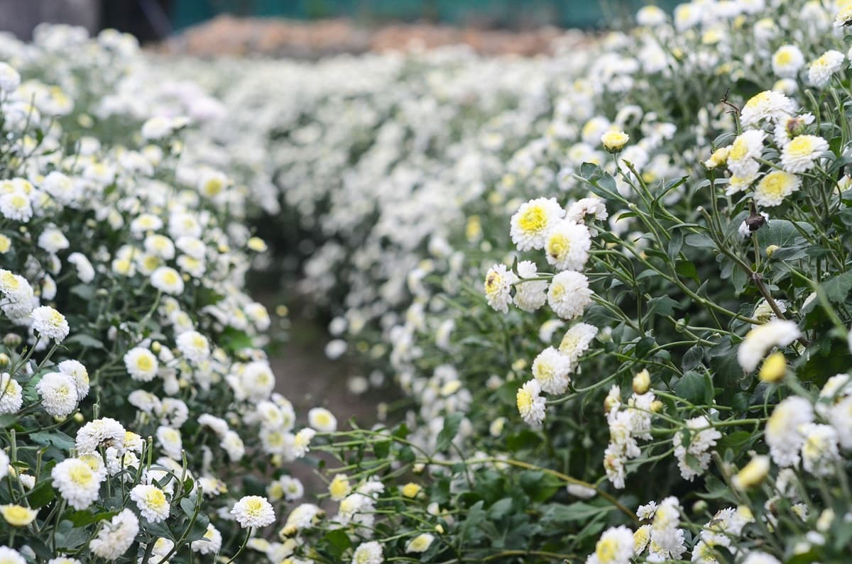 下雪了!2019苗栗「杭菊芋頭節」粉嫩白花球爆開一片雪色海,秒拍仙境級美照 下雪了!2019苗栗「杭菊芋頭節」粉嫩白花球爆開一片雪色海,秒拍仙境級美照