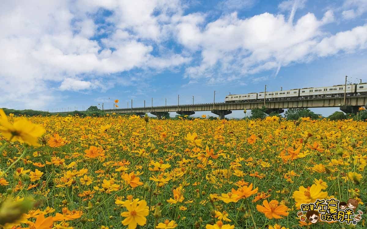 金黃火燒雲奇景現！千坪大波斯夢幻花海開了，必衝「空氣感鐵橋」拍日系美照