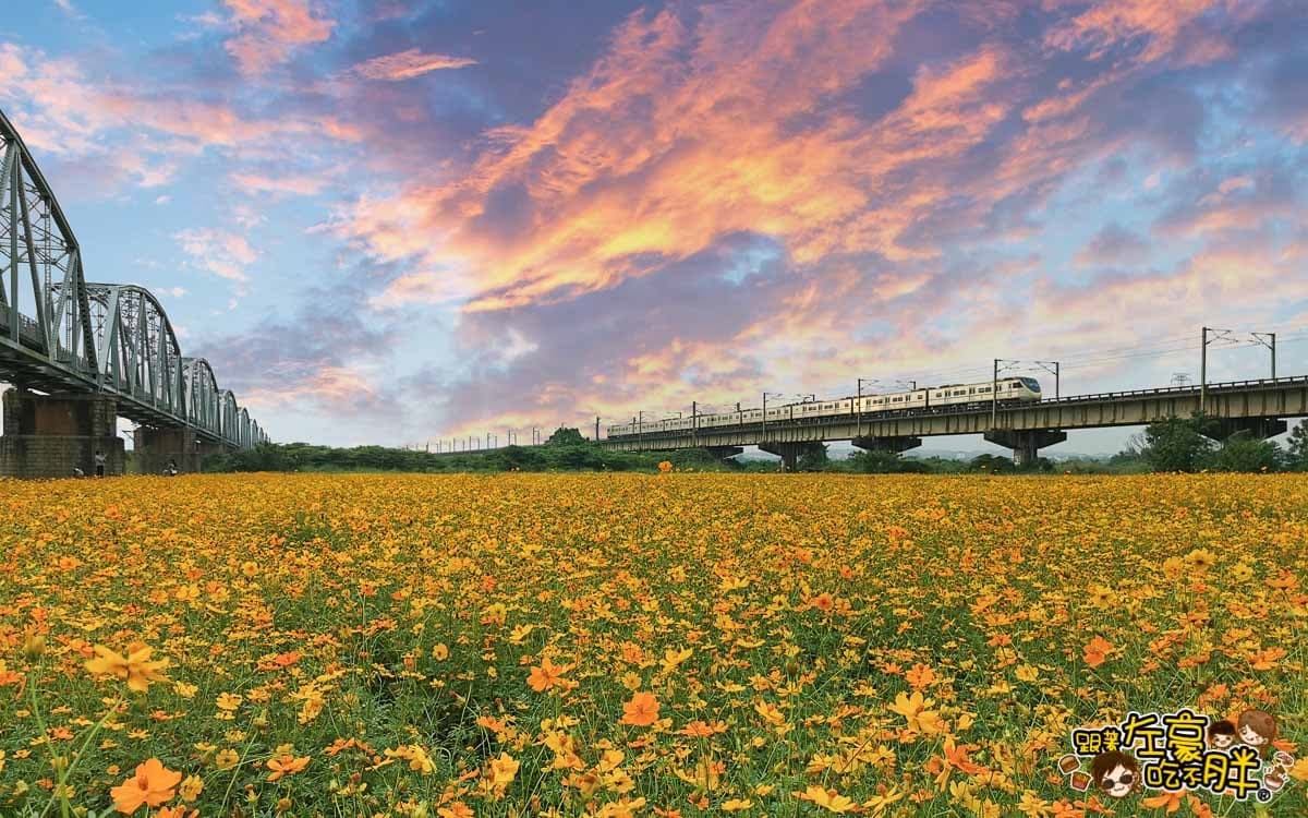 金黃火燒雲奇景現！千坪大波斯夢幻花海開了，必衝「空氣感鐵橋」拍日系美照