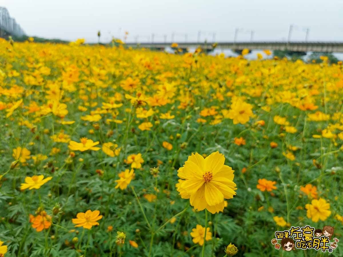 金黃火燒雲奇景現！千坪大波斯夢幻花海開了，必衝「空氣感鐵橋」拍日系美照