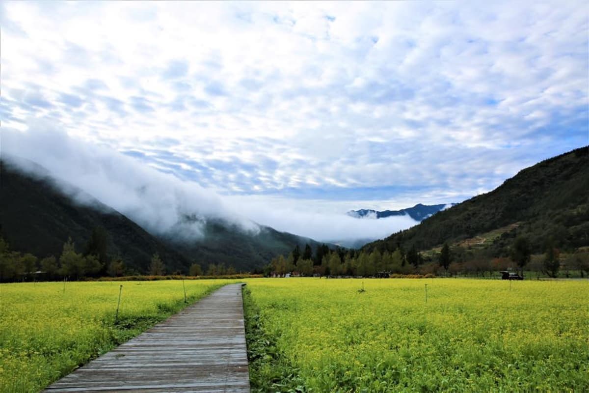 「閃亮山頭」限時出沒!武陵農場黃楓、油菜花、銀杏樹變身璀璨金毯,加碼漸紅落羽松 「閃亮山頭」限時出沒!武陵農場黃楓、油菜花、銀杏樹變身璀璨金毯,加碼漸紅落羽松