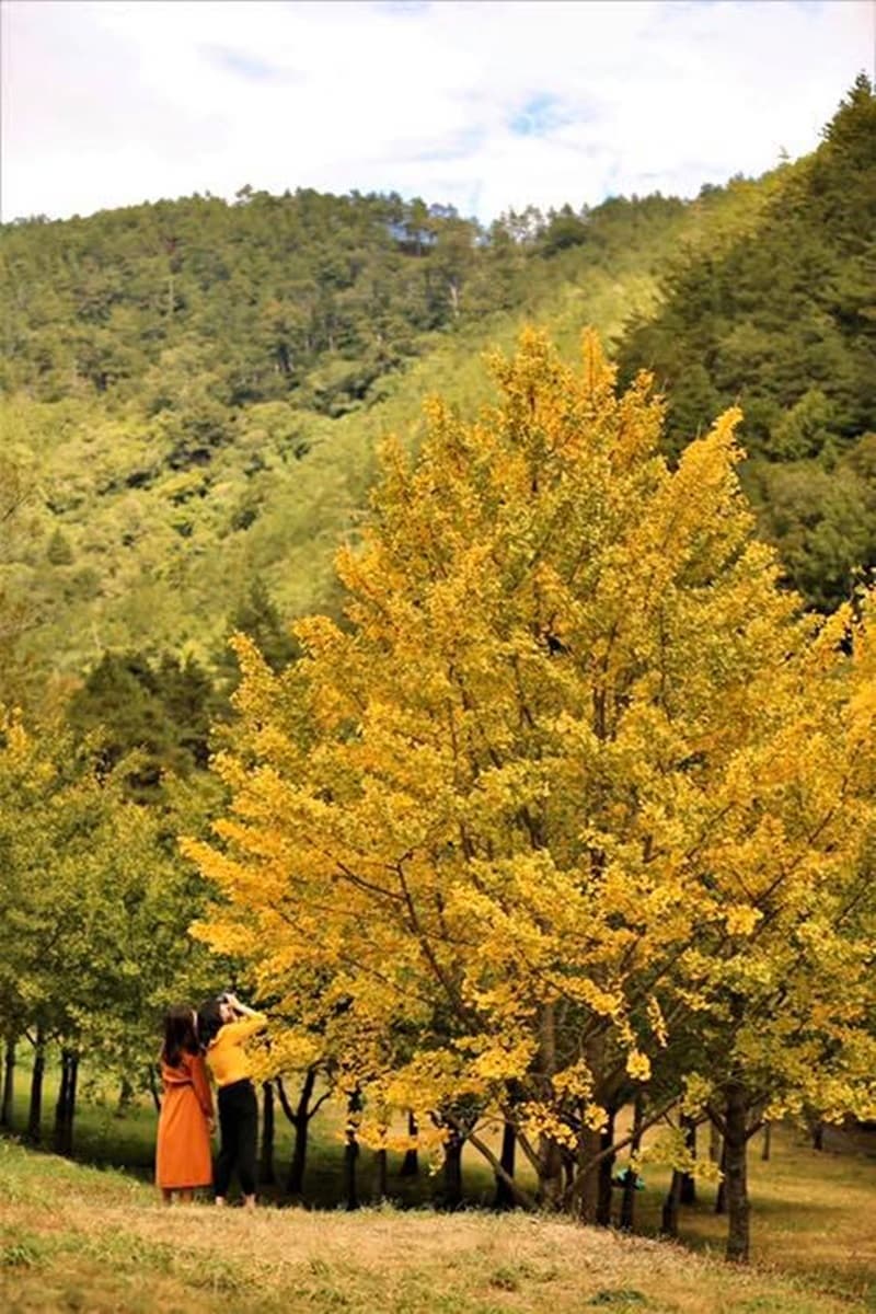 「閃亮山頭」限時出沒!武陵農場黃楓、油菜花、銀杏樹變身璀璨金毯,加碼漸紅落羽松 「閃亮山頭」限時出沒!武陵農場黃楓、油菜花、銀杏樹變身璀璨金毯,加碼漸紅落羽松