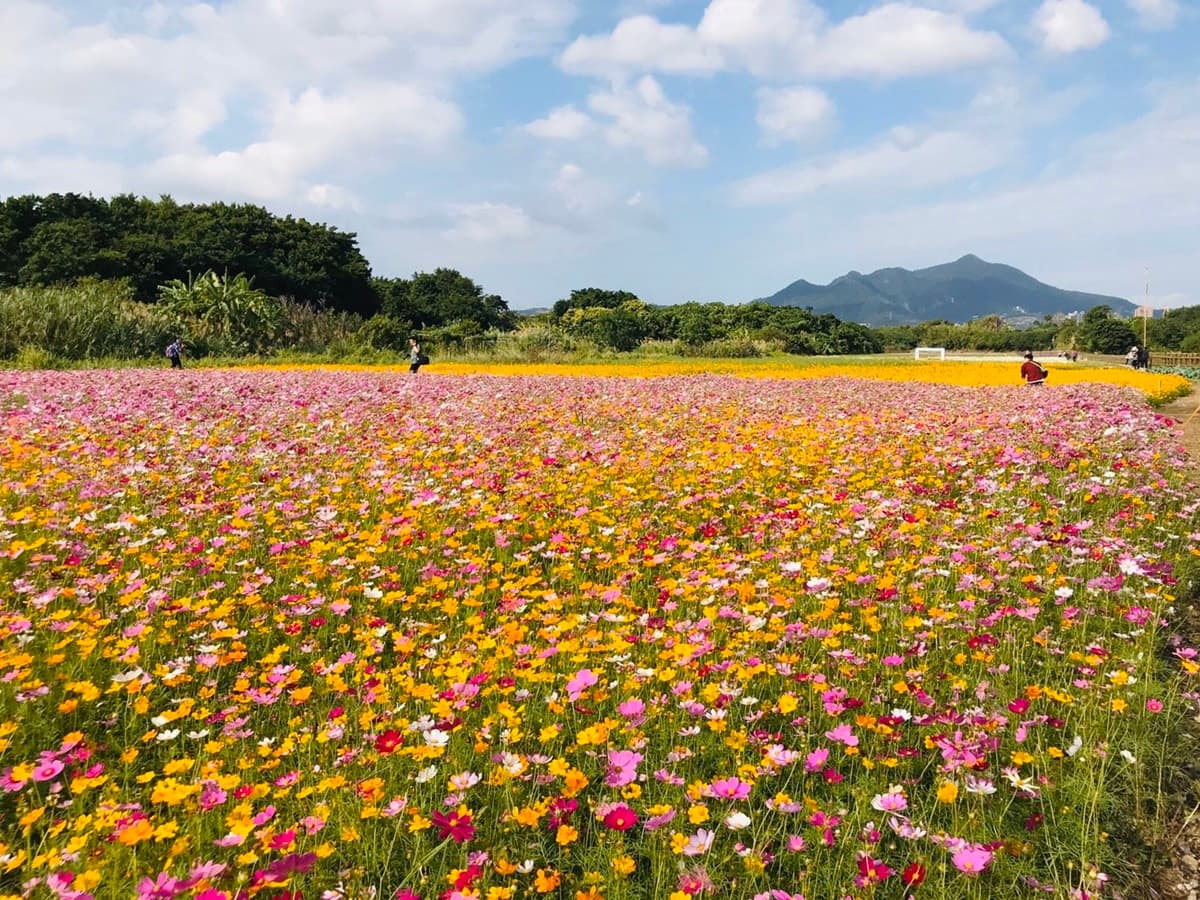 像掉滿彩色爆米花！關渡祕境花海「糖果色大波斯菊」達盛花期，免費打卡快衝了