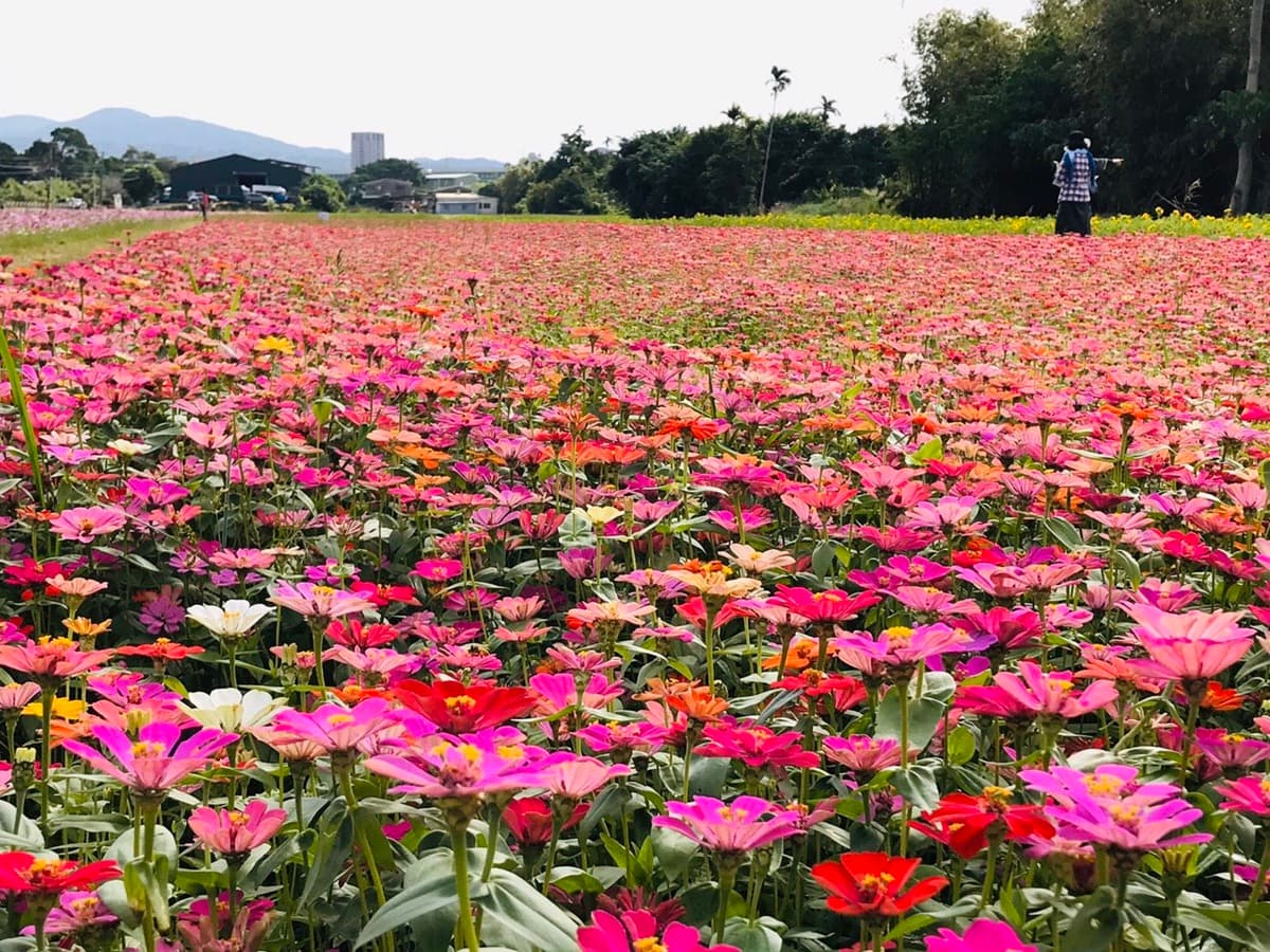像掉滿彩色爆米花！關渡祕境花海「糖果色大波斯菊」達盛花期，免費打卡快衝了