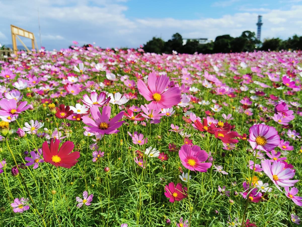 像掉滿彩色爆米花！關渡祕境花海「糖果色大波斯菊」達盛花期，免費打卡快衝了