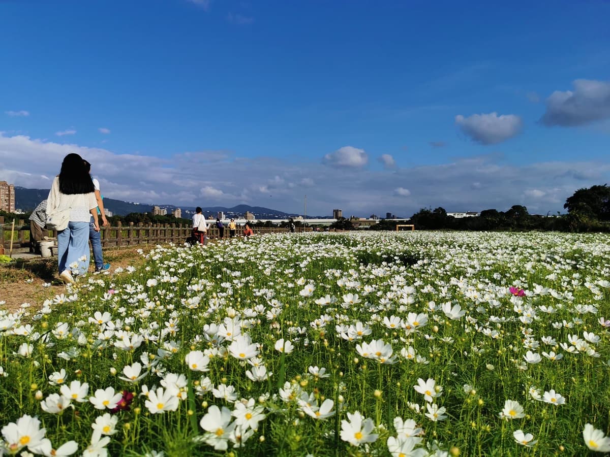 像掉滿彩色爆米花！關渡祕境花海「糖果色大波斯菊」達盛花期，免費打卡快衝了