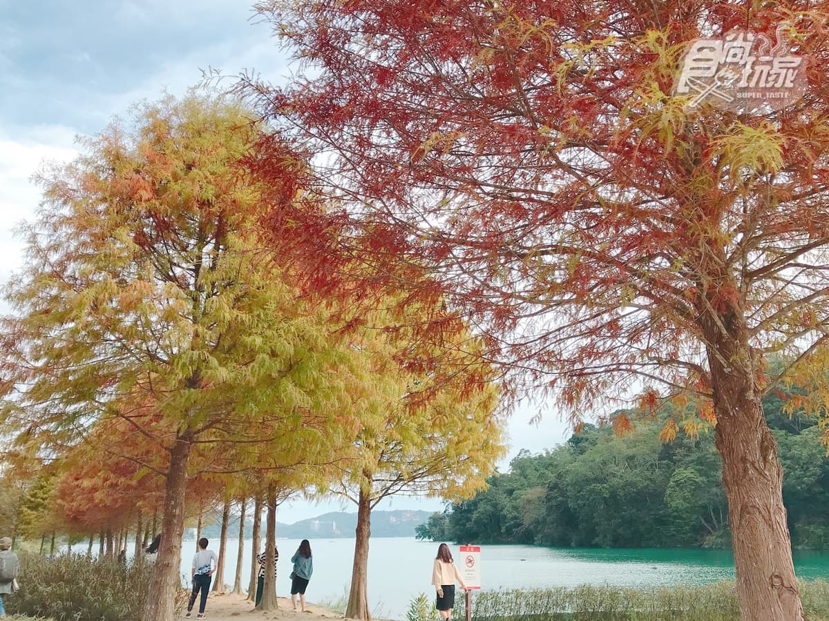 超美「落羽松森林」搶先拍！湖岸第一排「染紅祕境」一秒拍出外國FU美照