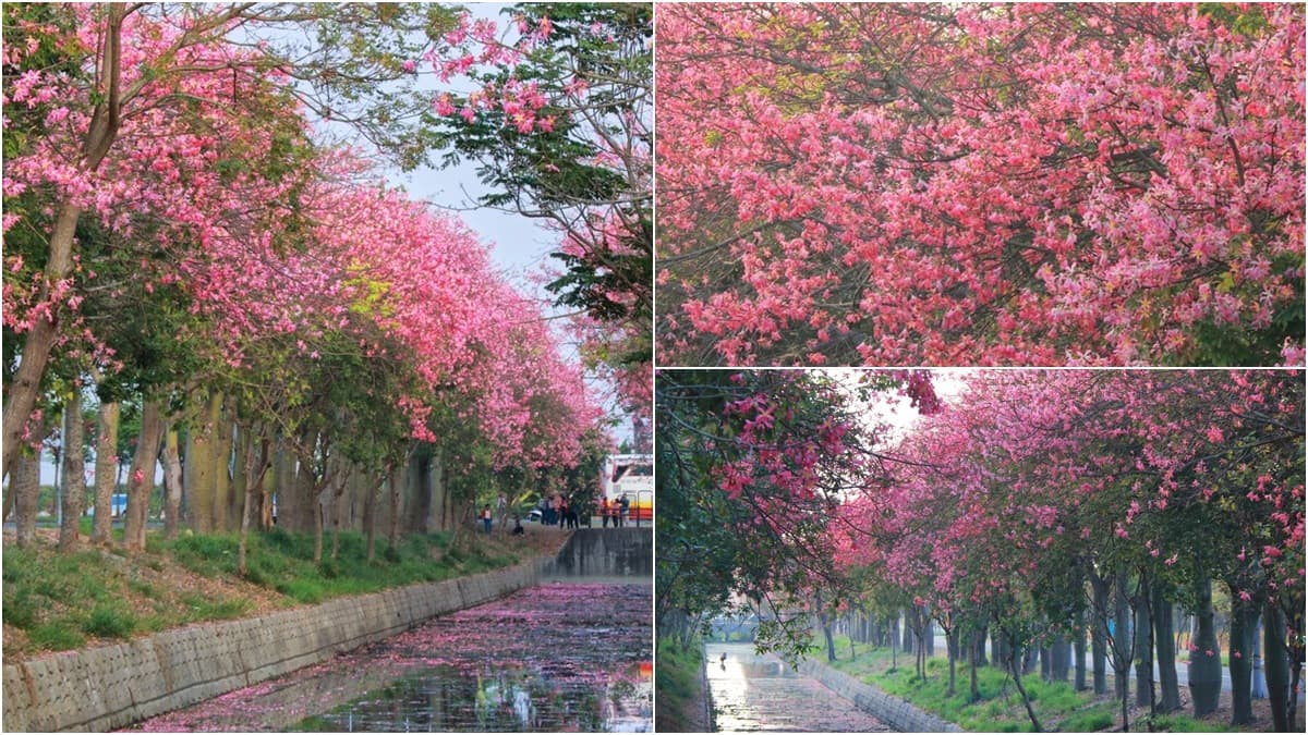 粉紅控必拍！虎尾2公里美人樹大道，最美花期颳起「粉色花瓣雪」