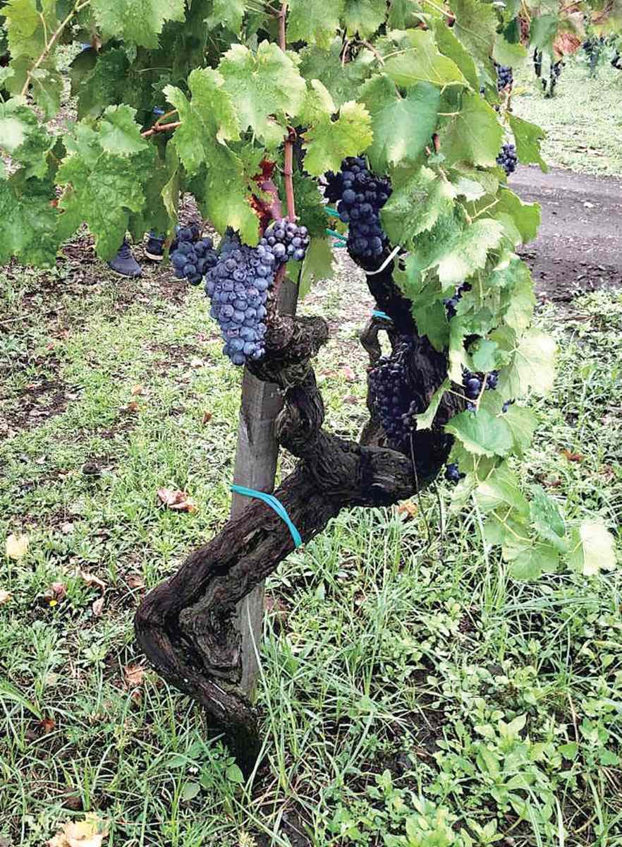 酒控必衝「義大利勃根地」！喝世界最夯火山葡萄酒，還能吃3家正統西西里料理