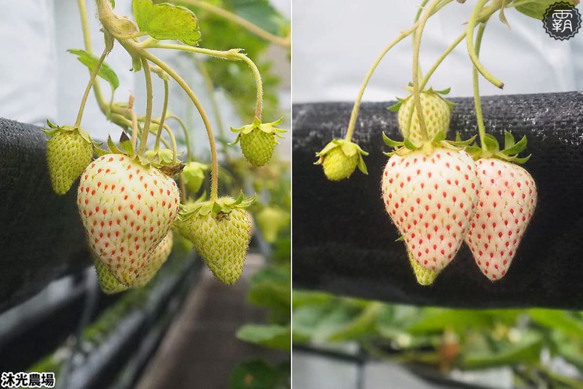 台中「稀有草莓」免費入園採!日本「紅顏」爆汁葡萄味,天使白、水蜜桃草莓接力熟 台中「稀有草莓」免費入園採!日本「紅顏」爆汁葡萄味,天使白、水蜜桃草莓接力熟