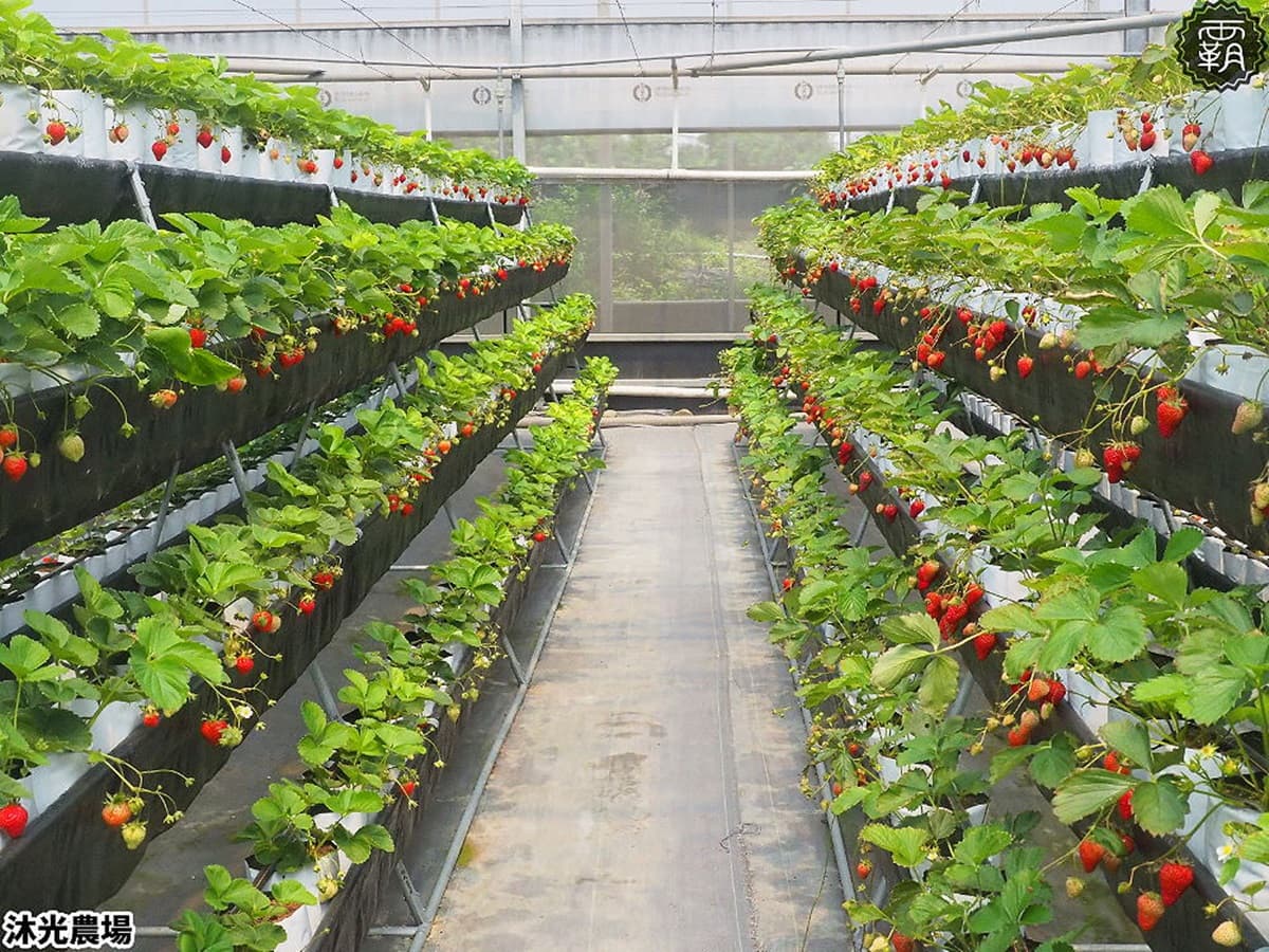 台中「稀有草莓」免費入園採!日本「紅顏」爆汁葡萄味,天使白、水蜜桃草莓接力熟 台中「稀有草莓」免費入園採!日本「紅顏」爆汁葡萄味,天使白、水蜜桃草莓接力熟