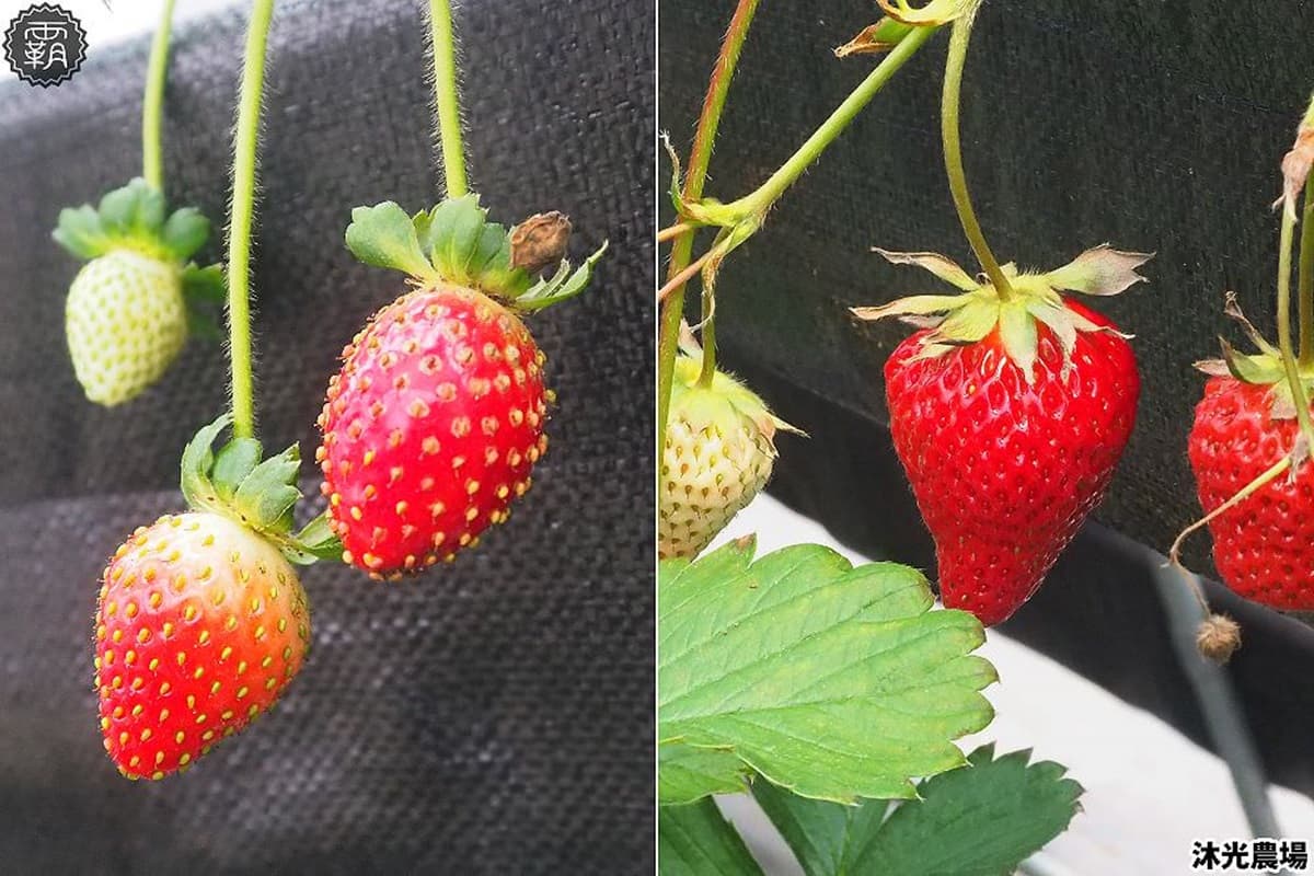 台中「稀有草莓」免費入園採!日本「紅顏」爆汁葡萄味,天使白、水蜜桃草莓接力熟 台中「稀有草莓」免費入園採!日本「紅顏」爆汁葡萄味,天使白、水蜜桃草莓接力熟