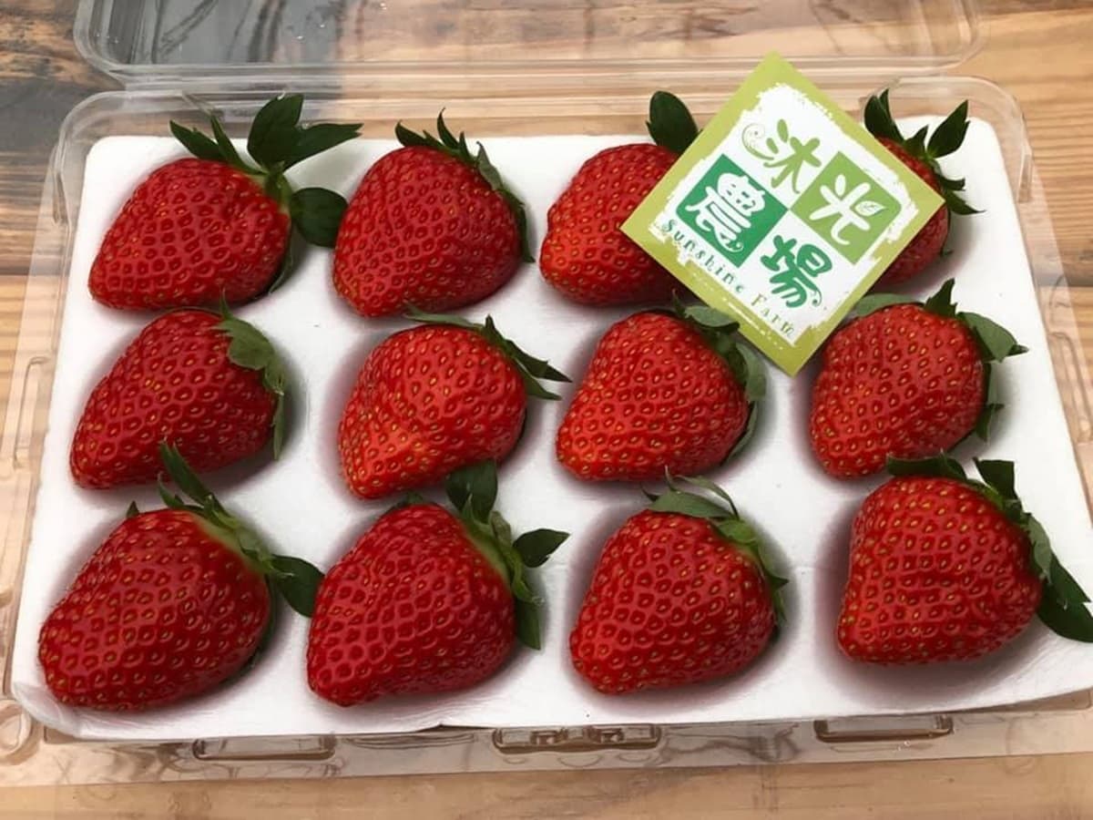 台中「稀有草莓」免費入園採!日本「紅顏」爆汁葡萄味,天使白、水蜜桃草莓接力熟 台中「稀有草莓」免費入園採!日本「紅顏」爆汁葡萄味,天使白、水蜜桃草莓接力熟