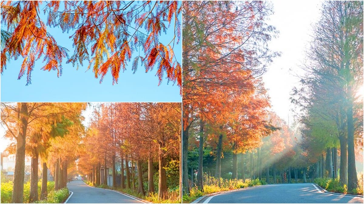 全紅了!桃園落羽松大道「彎出絕美疊影」,還能抓拍期間限定「暖金色光束」