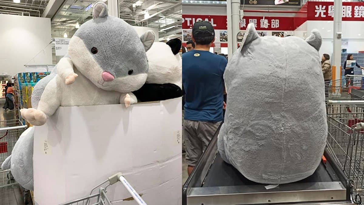 好市多竟有「巨無霸倉鼠」！28吋超萌玩偶抱緊處理，網融化：「想養」