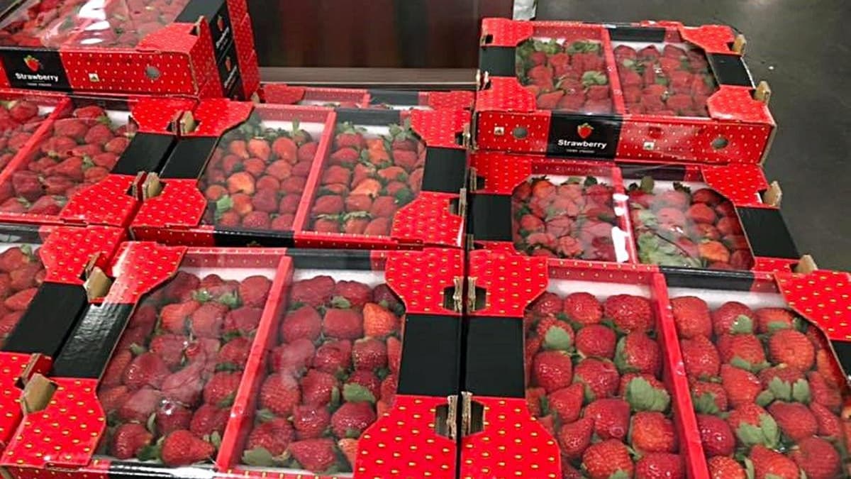  揪團衝好市多！限量開賣「大湖草莓」來囉，網PO文：整盒「零」爛掉