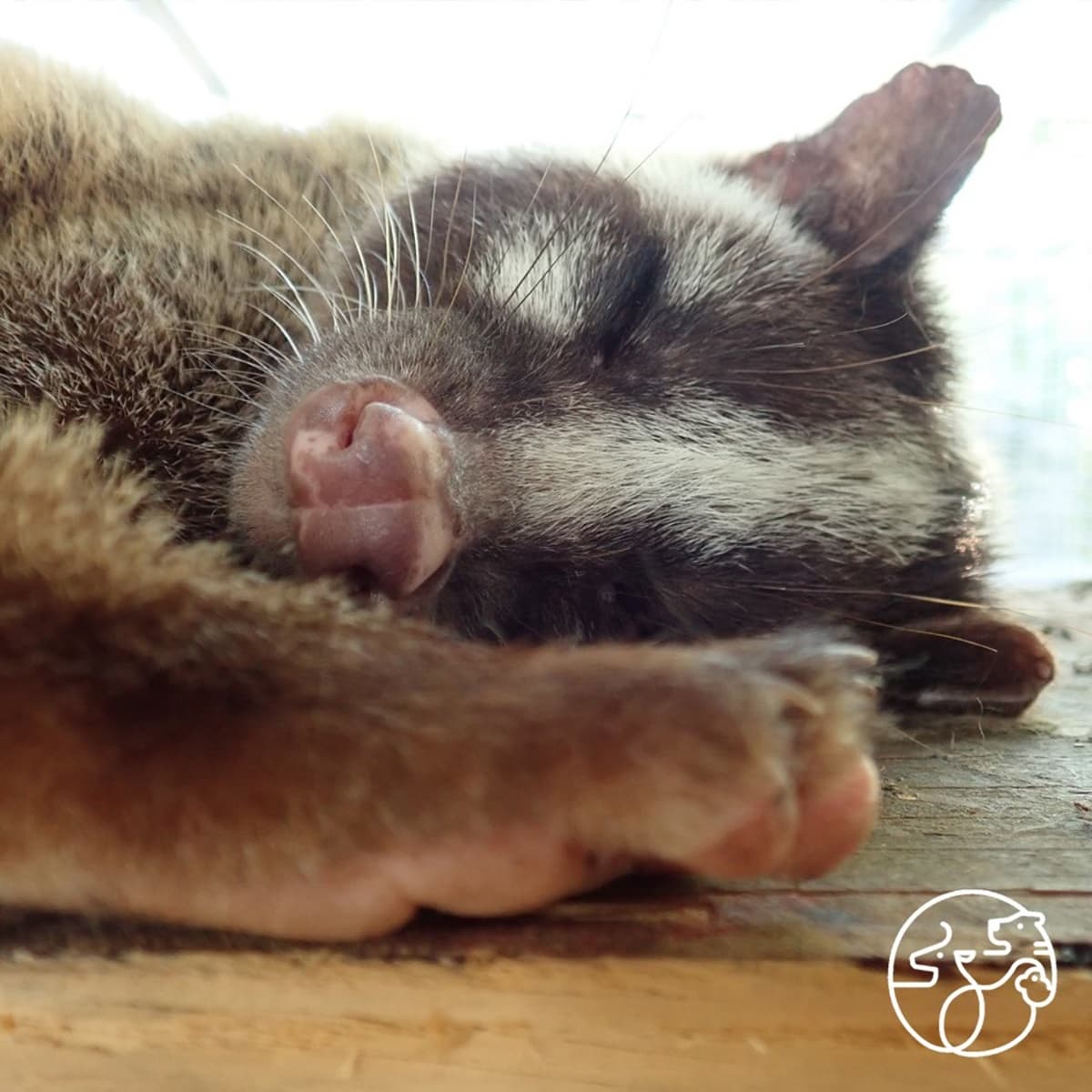 老虎猩猩撒嬌等你！新竹動物園週六開幕，外縣市12歲以下小朋友「2天免費」