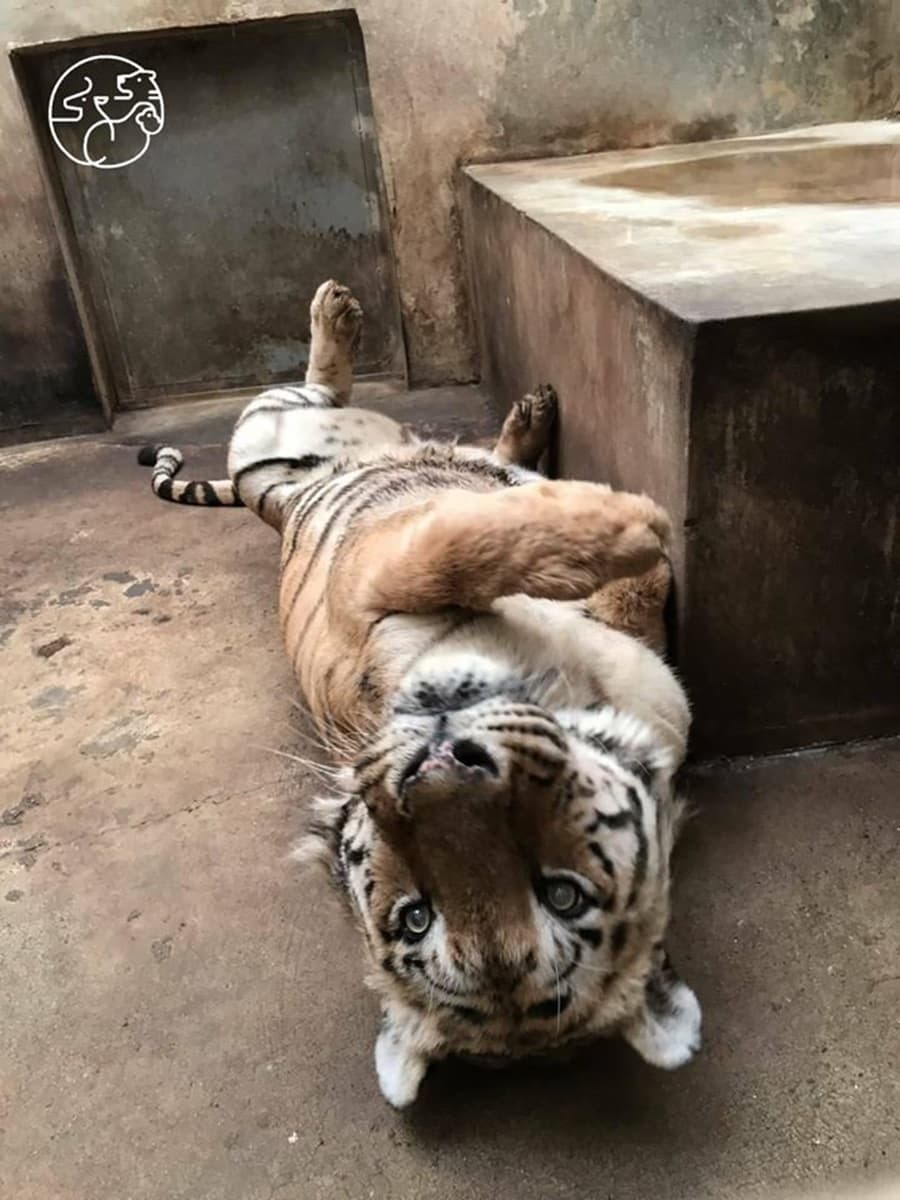 老虎猩猩撒嬌等你！新竹動物園週六開幕，外縣市12歲以下小朋友「2天免費」