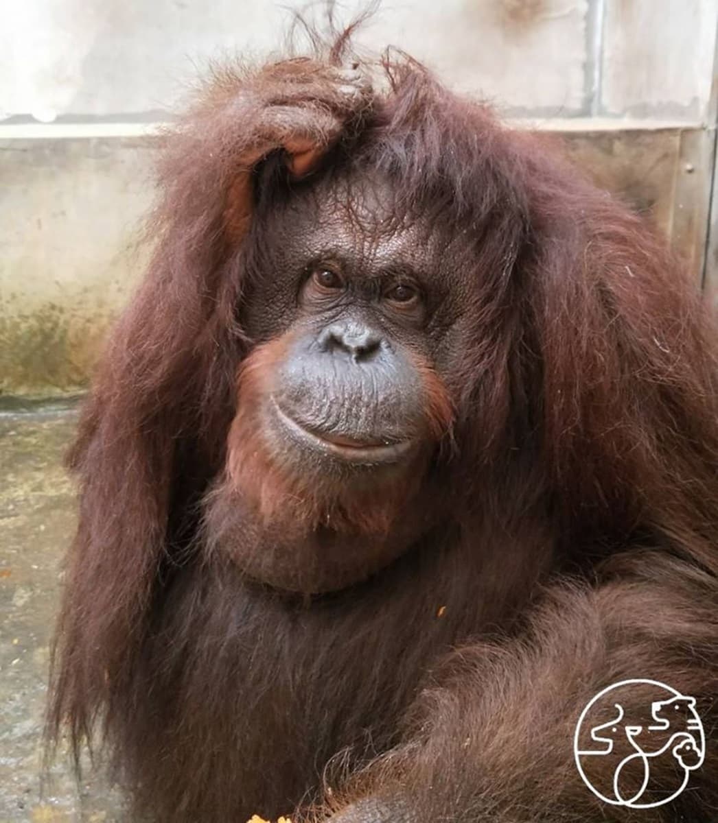 老虎猩猩撒嬌等你！新竹動物園週六開幕，外縣市12歲以下小朋友「2天免費」