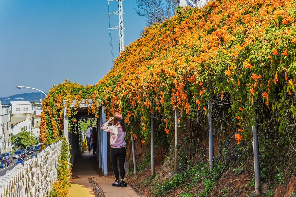 搶拍「富貴色」瀑布！銅鑼炮仗花準時炸開，100公尺「雙層花牆」超壯觀
