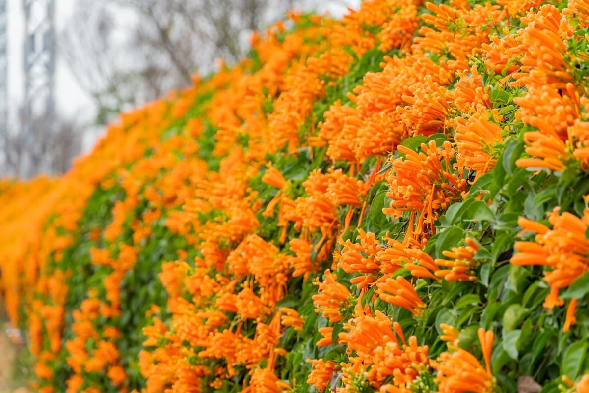 搶拍「富貴色」瀑布！銅鑼炮仗花準時炸開，100公尺「雙層花牆」超壯觀