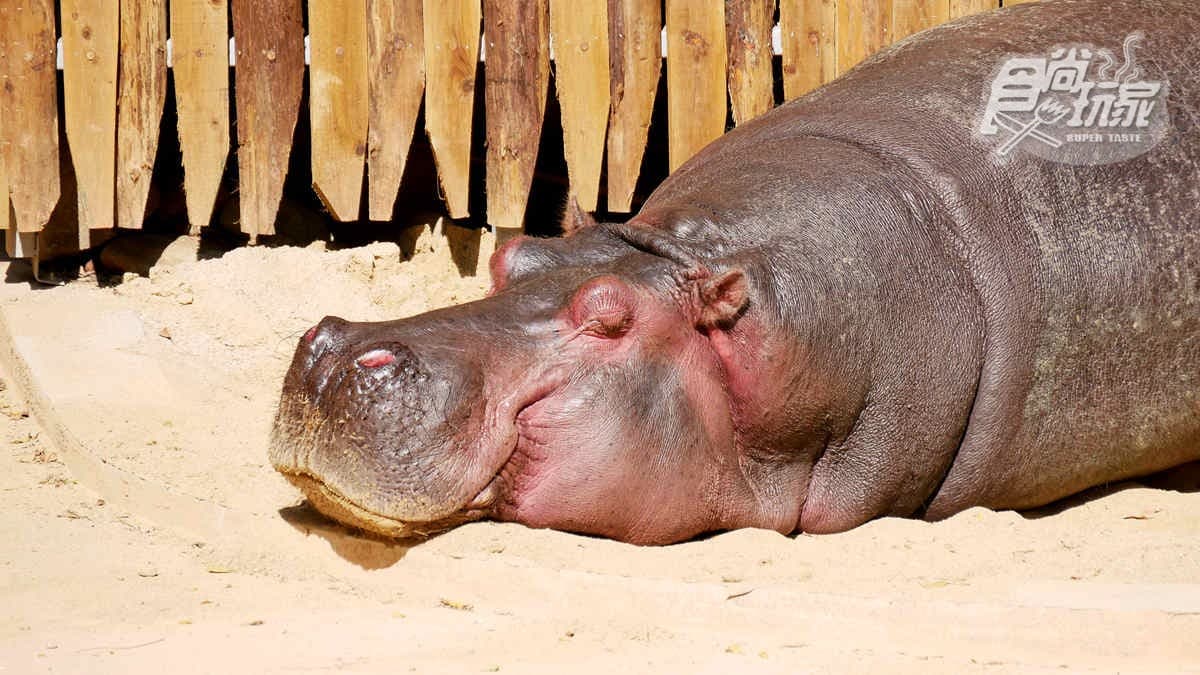 新竹動物園必看明星之一，紅毛猩猩阿嬤「貝比」當天使去了