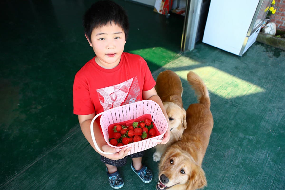 草莓自己採最好玩，高雄也有草莓園，香水草莓大又甜，還可「種草莓」
