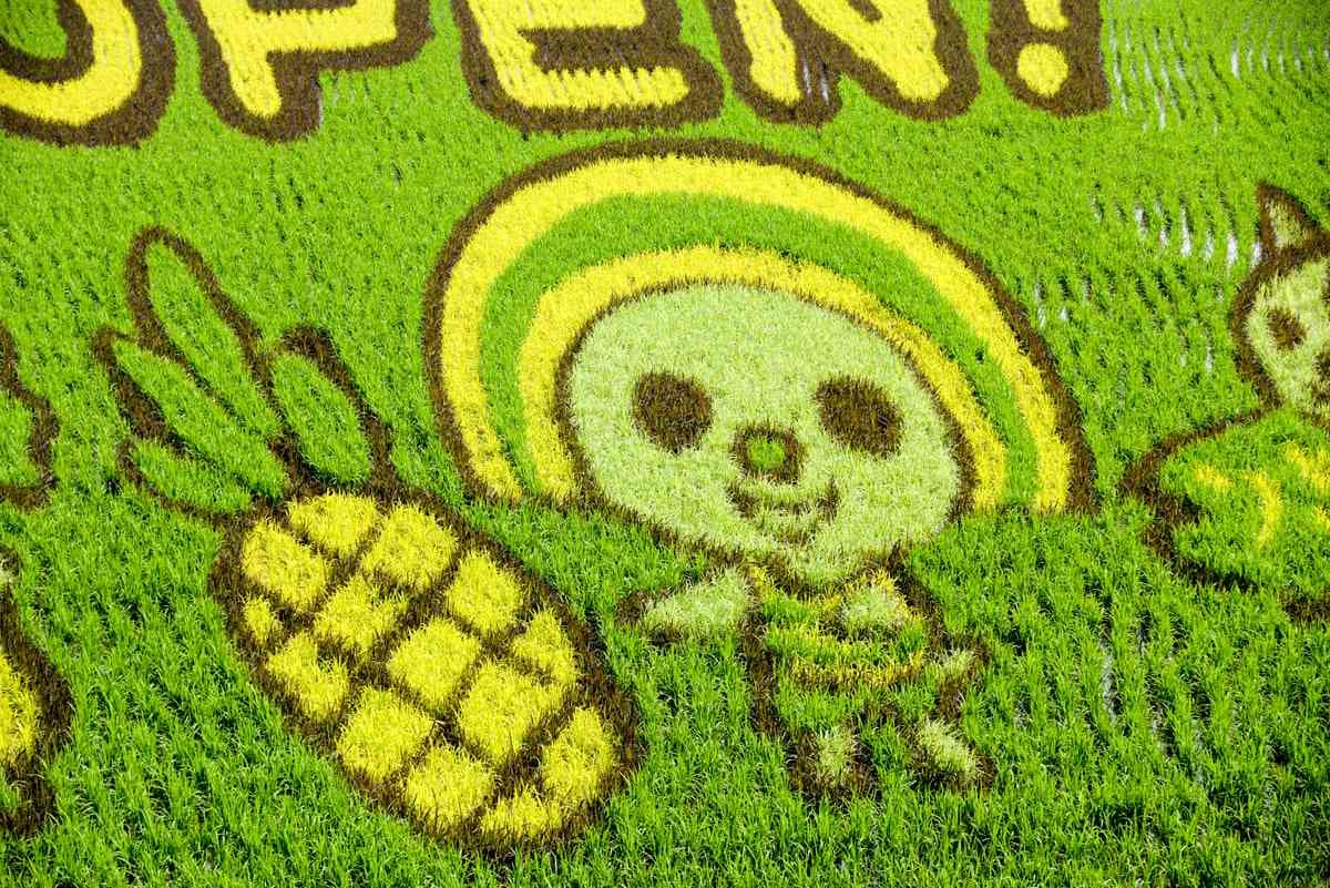 彩色稻子畫出「OPEN小將」，2020農博免費入場，拍花海、採果、玩DIY