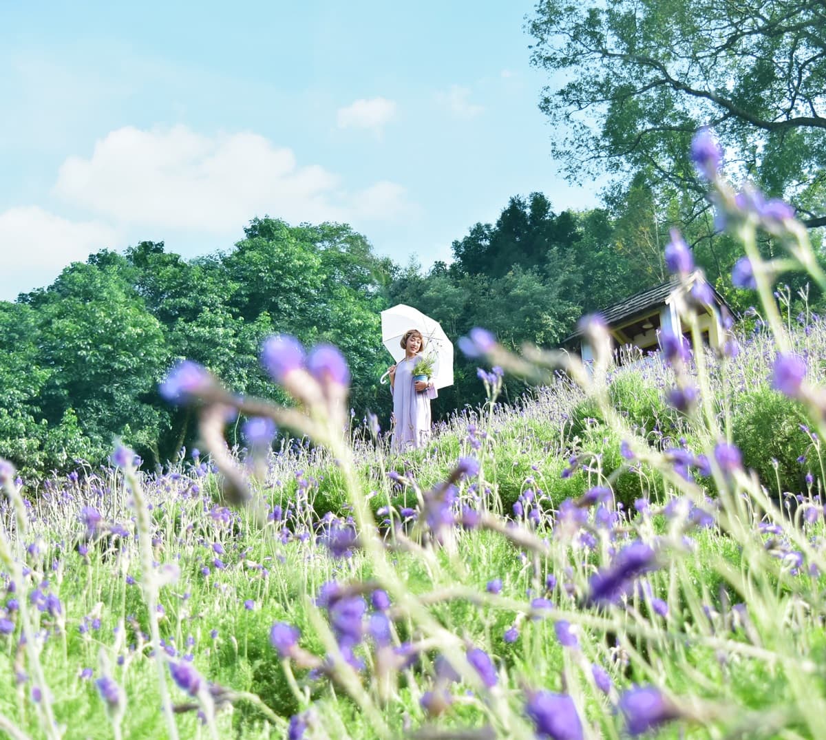 全台最美紫色花海「兩地開」!馬戲團風「旋轉木馬」藏薰衣草堆,入夜發光轉超夢幻 全台最美紫色花海「兩地開」!馬戲團風「旋轉木馬」藏薰衣草堆,入夜發光轉超夢幻