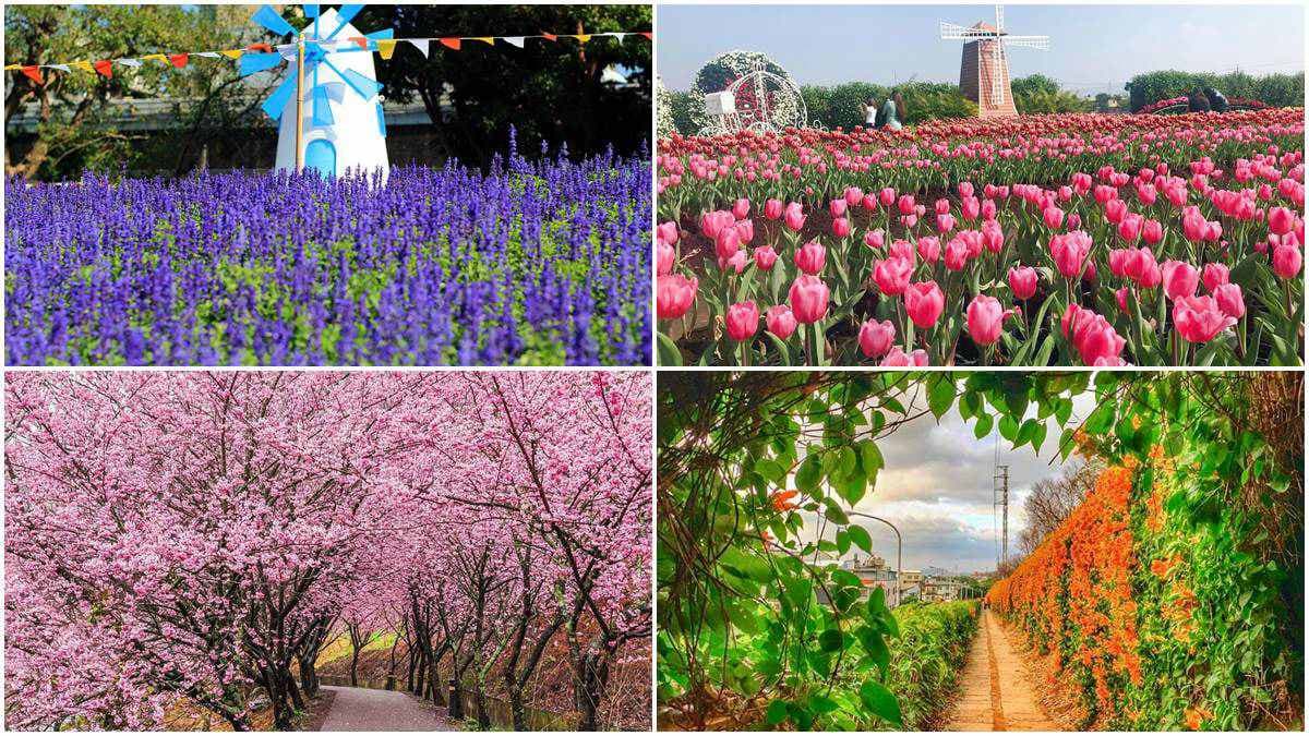 一路美到3月底！全台賞花20熱點：台版「富良野」、台灣鬱金香故鄉、金橘花海瀑布