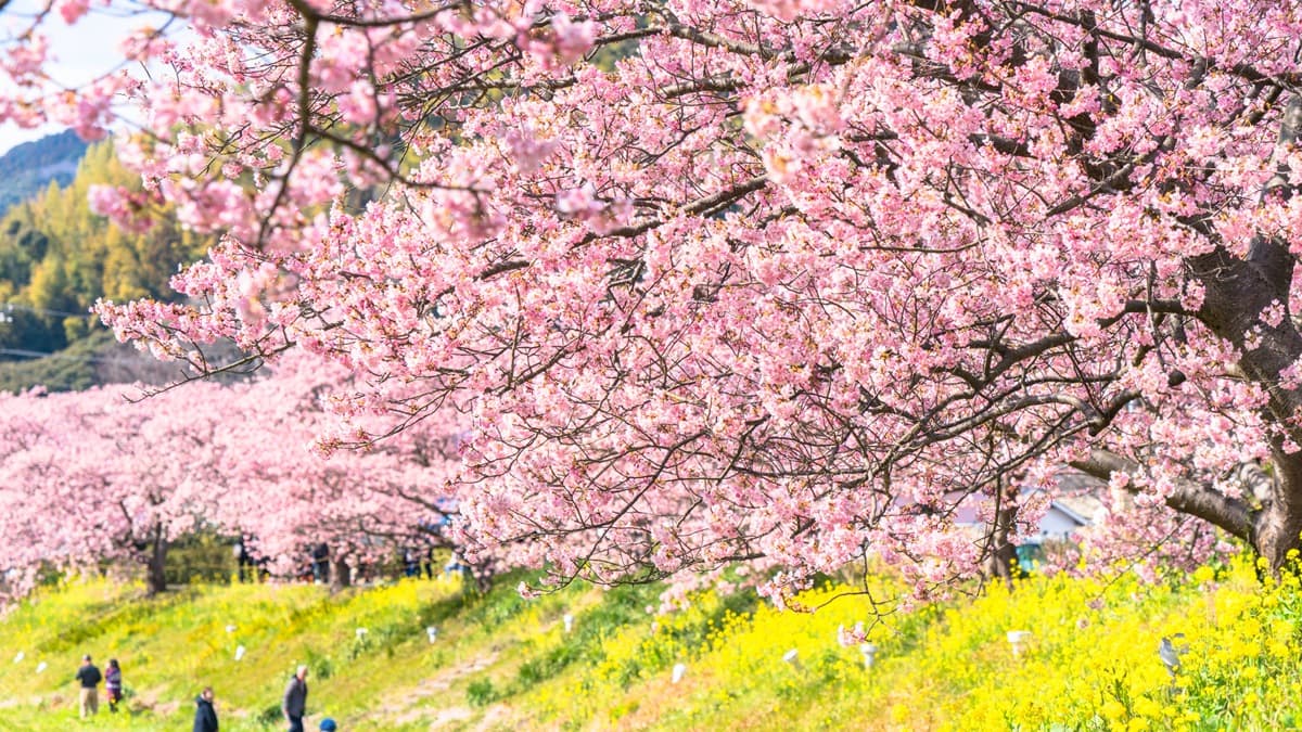 最美「日本河津櫻」2月滿開！ 4粉嫩景點必去：櫻花隧道、櫻花圓橋、粉金色水岸