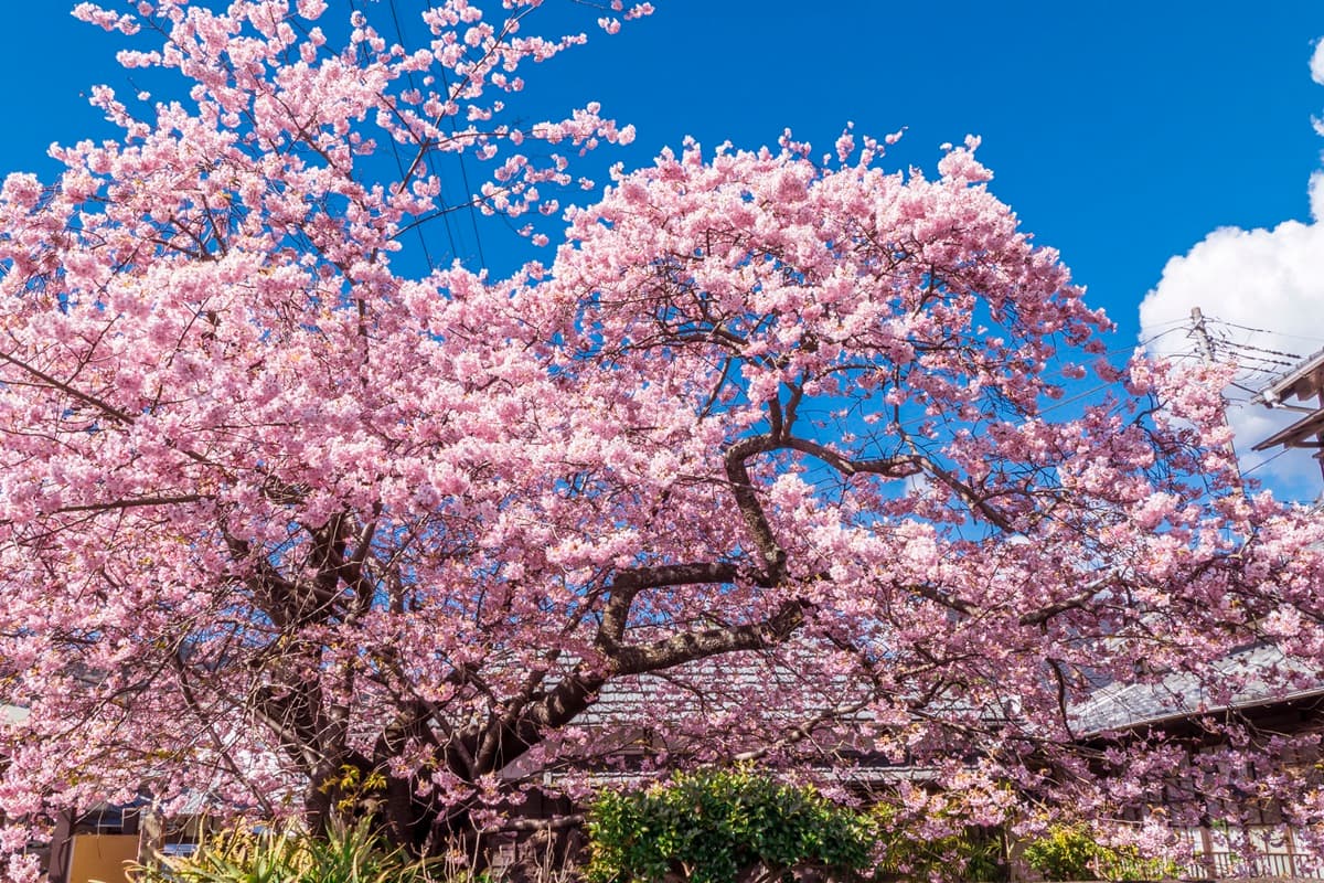 最美「日本河津櫻」2月滿開！ 4粉嫩景點必去：櫻花隧道、櫻花圓橋、粉金色水岸