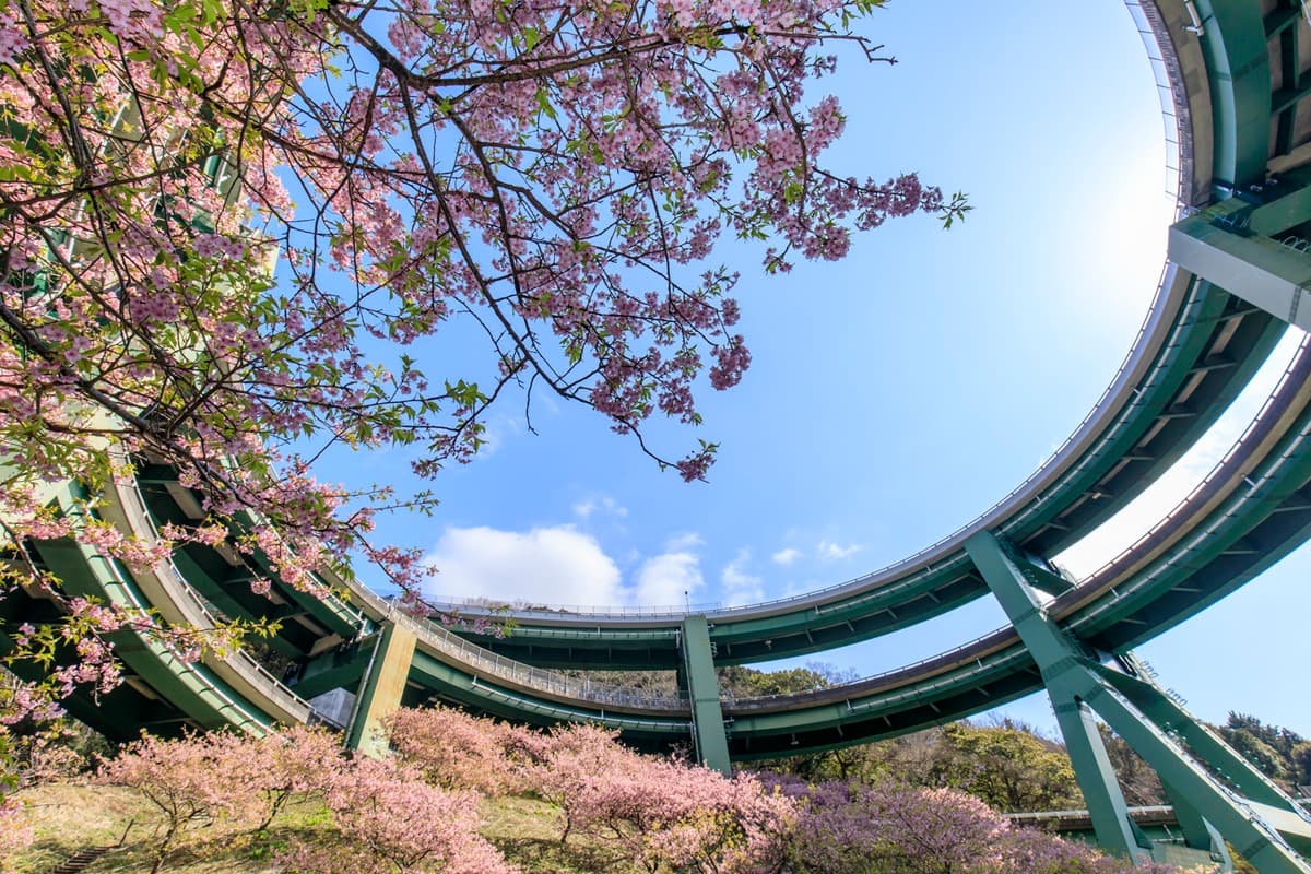 最美「日本河津櫻」2月滿開！ 4粉嫩景點必去：櫻花隧道、櫻花圓橋、粉金色水岸